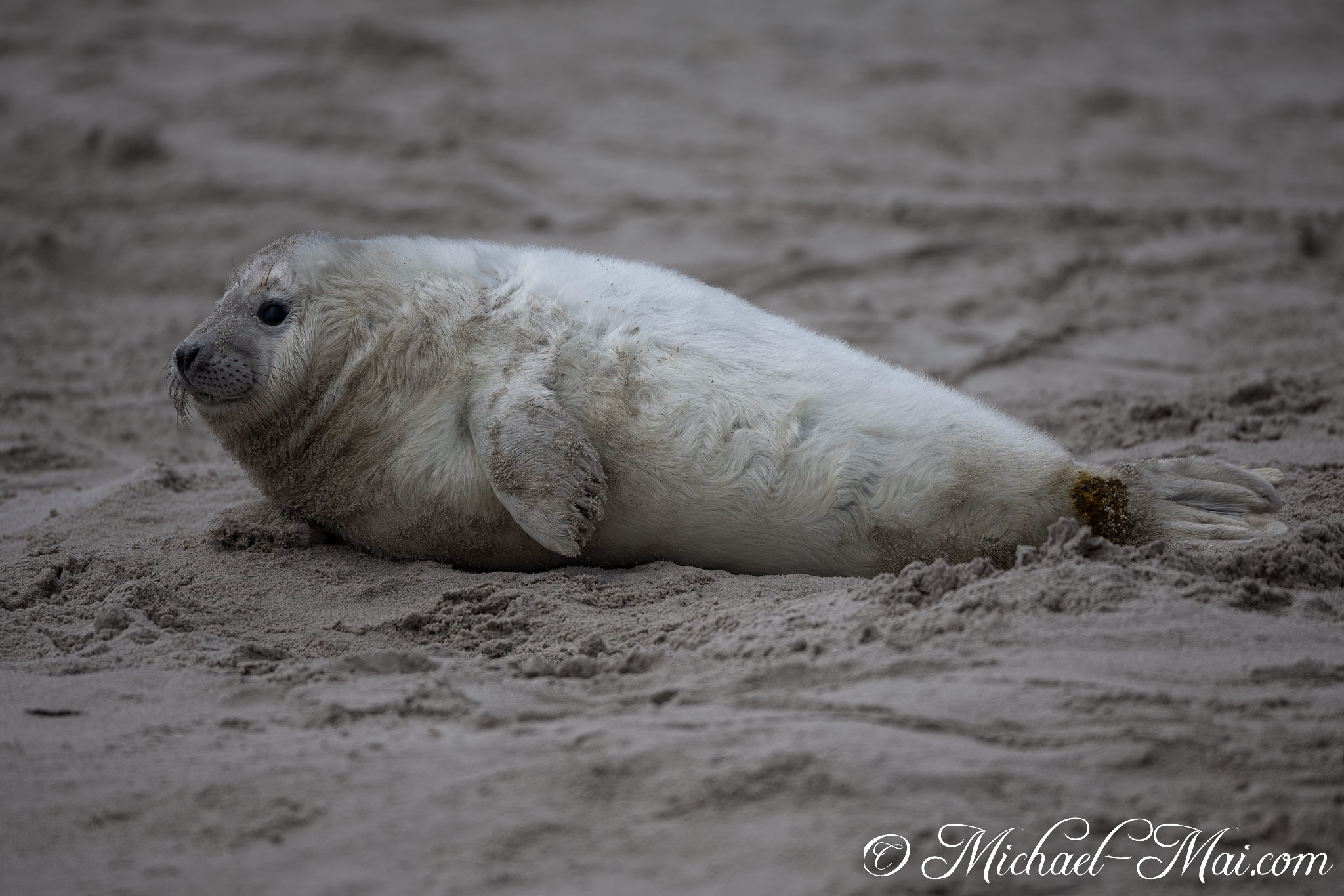 Watching intently, this seal pup's soft white fur bears the marks of the beach. | Helgoland, Schleswig-Holstein, Germany