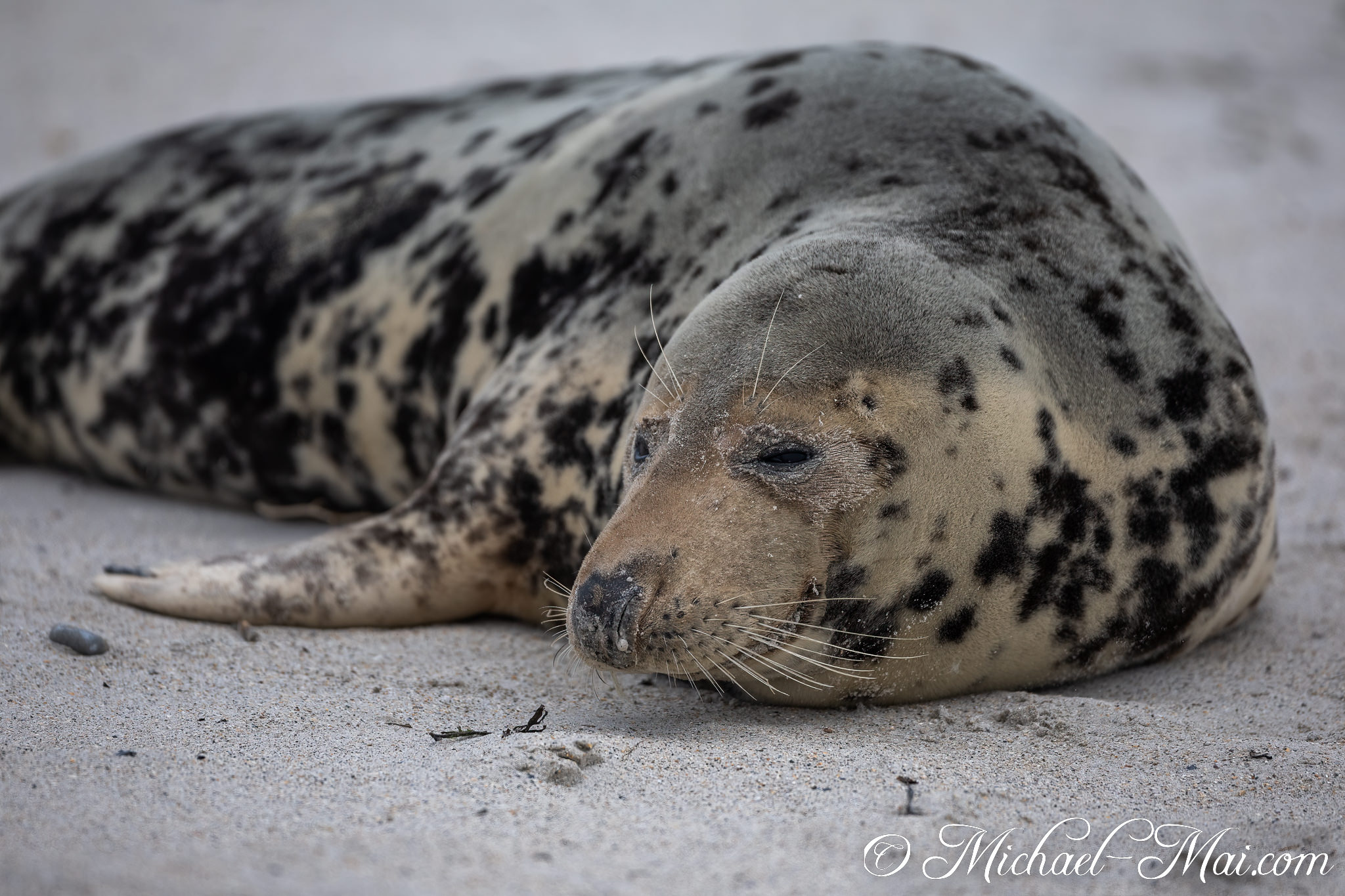 Contrasting dark and light spots adorn the coat of this relaxed seal. | Helgoland, Schleswig-Holstein, Germany