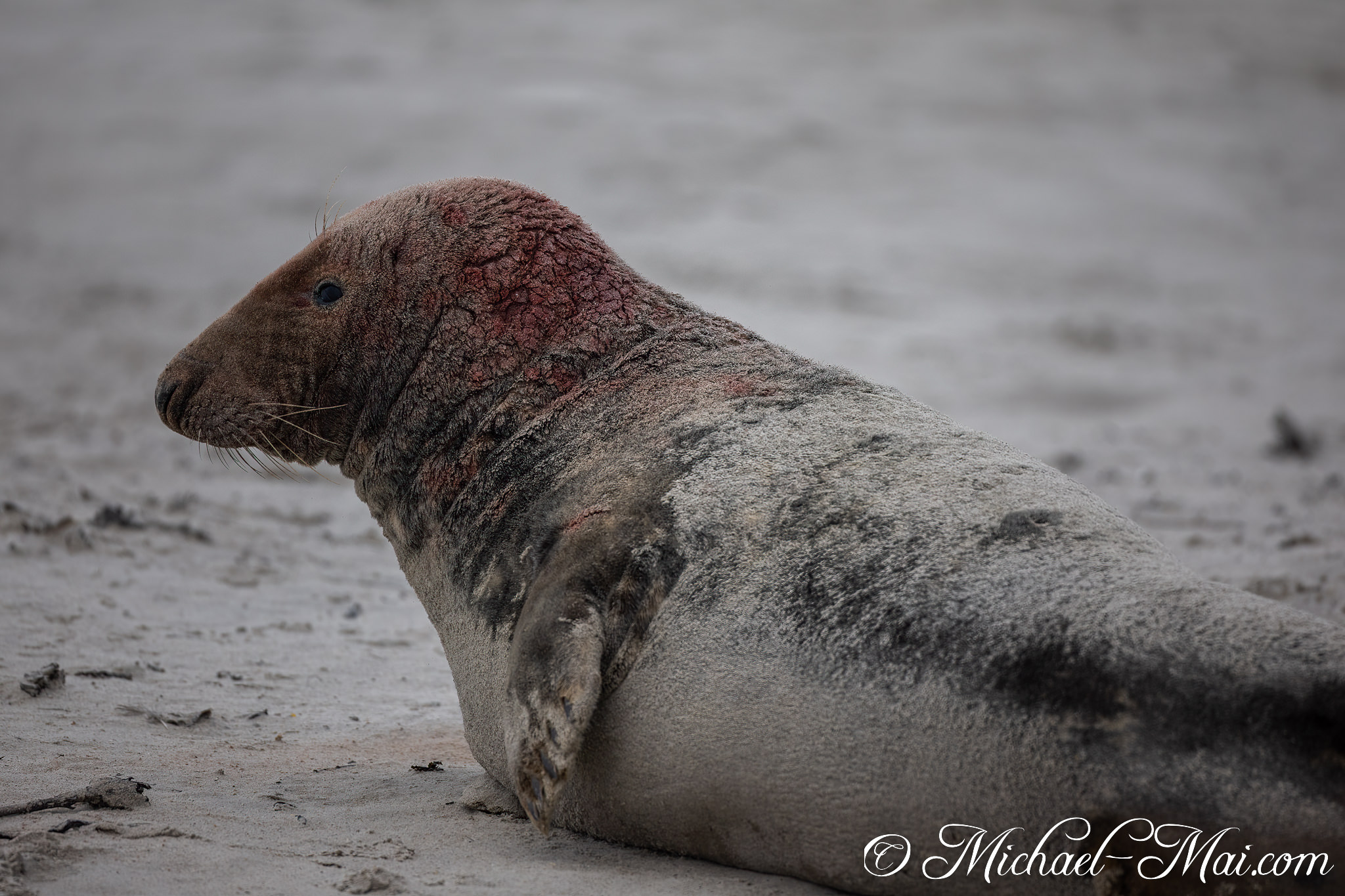 Observing its surroundings, a grey seal displays a unique, rough-skinned profile. | Helgoland, Schleswig-Holstein, Germany