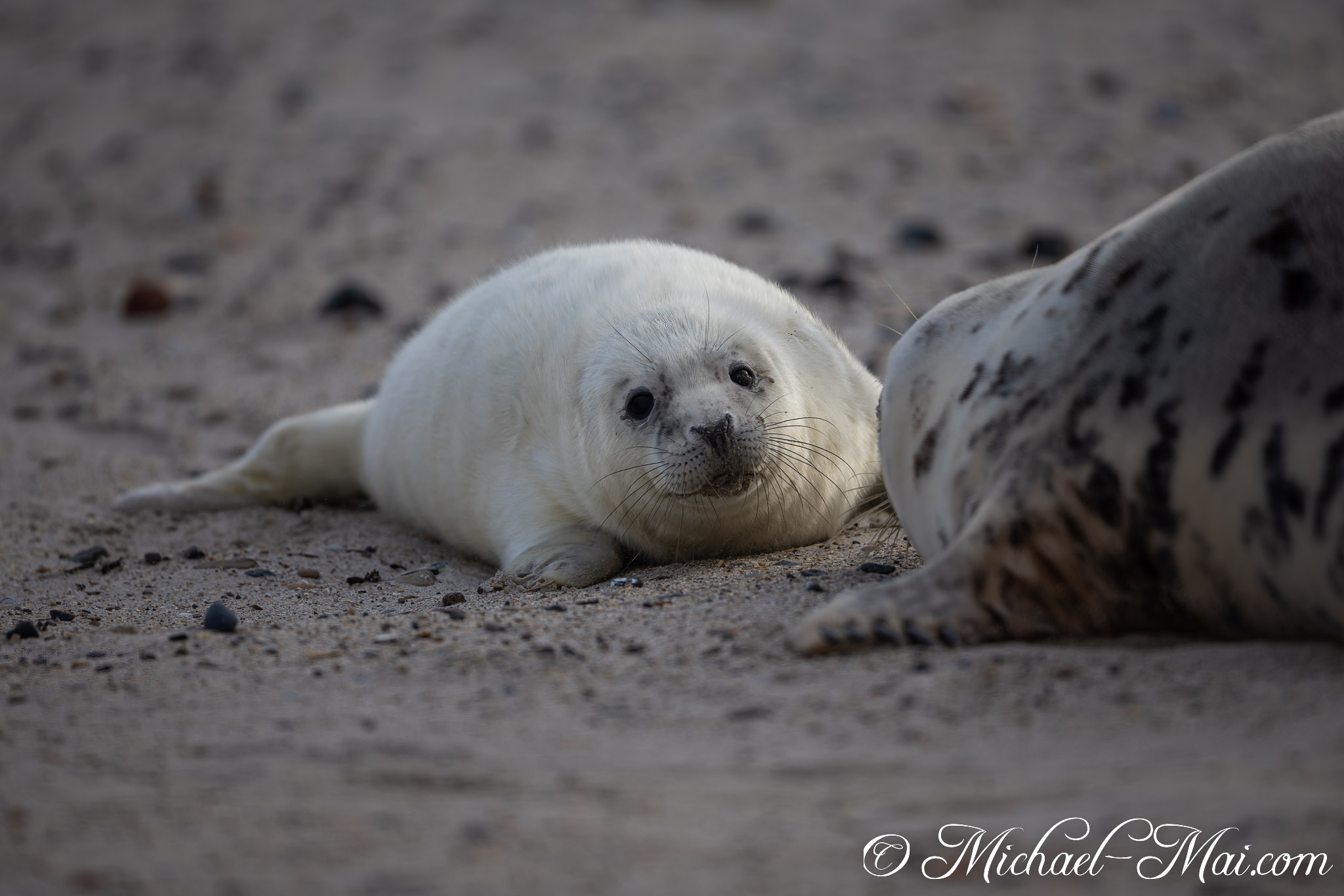 White-furred and bright-eyed, this seal pup poses gently beside an adult. | Helgoland, Schleswig-Holstein, Germany