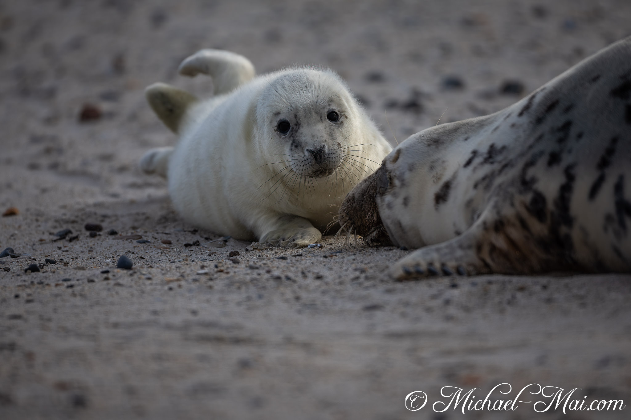 Fresh furred pup turns its expressive face towards the lens near its parent. | Helgoland, Schleswig-Holstein, Germany