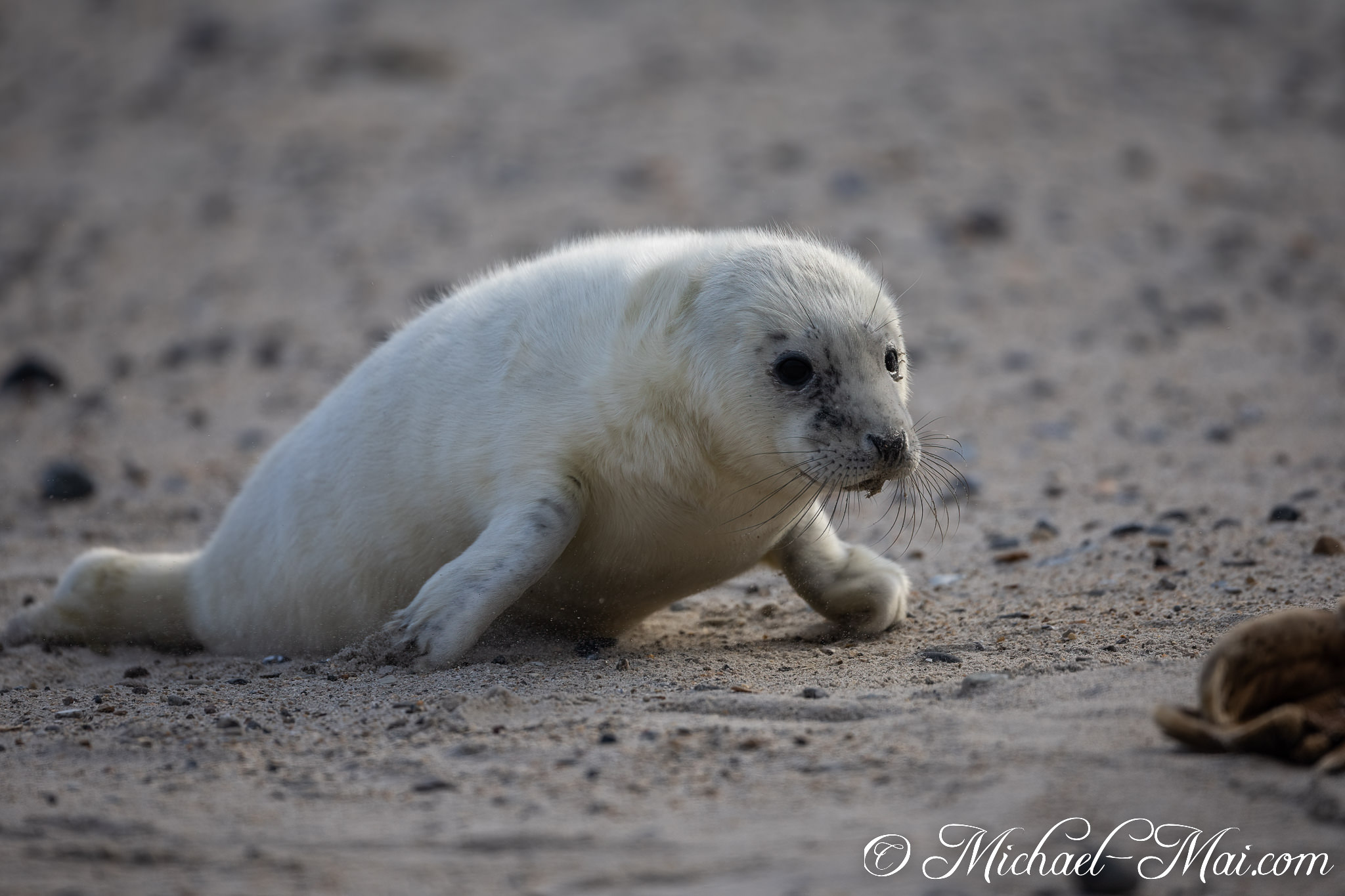 Soft white fur highlights a young pup's cautious crawl on the shore. | Helgoland, Schleswig-Holstein, Germany