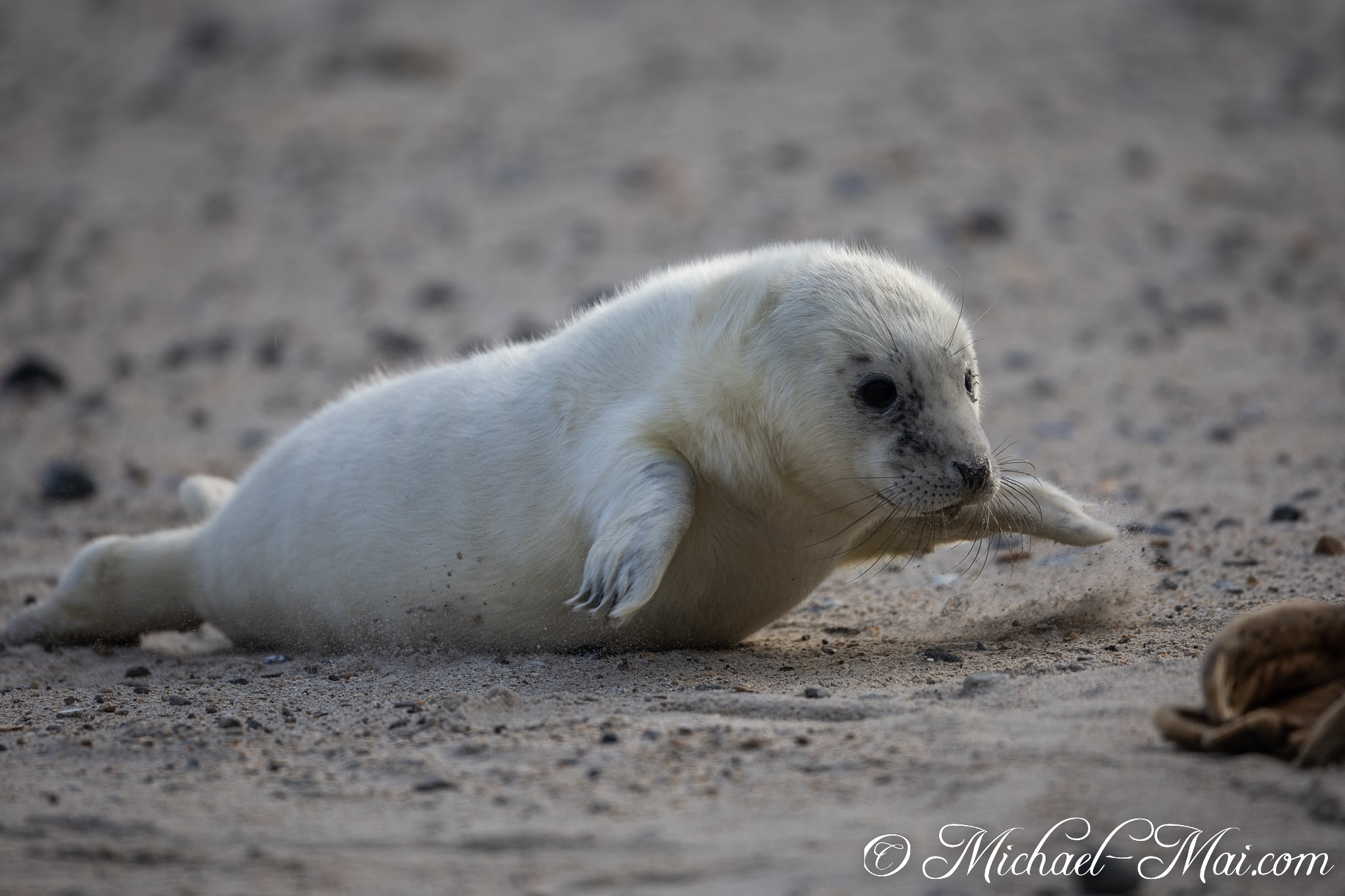 Kicking up sand, a white pup maneuvers across the beach near another. | Helgoland, Schleswig-Holstein, Germany