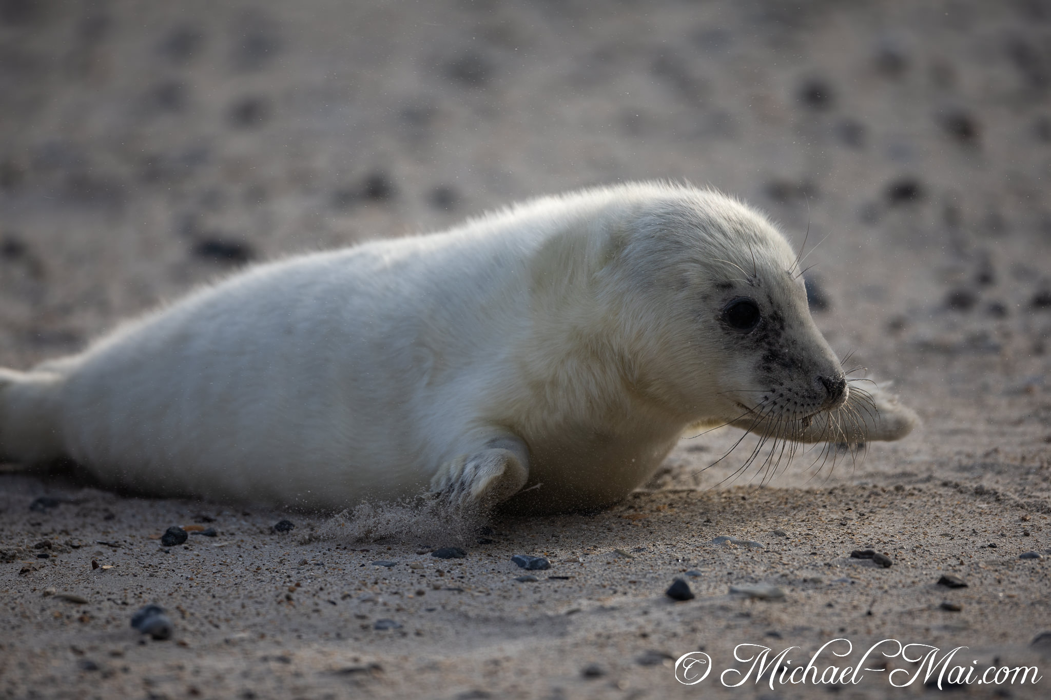 Pushed by its flipper, the white-coated pup slides on the fine sand. | Helgoland, Schleswig-Holstein, Germany