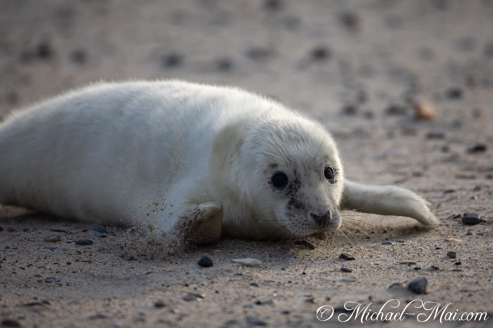 With disturbed sand near its flipper, the pup holds a steady gaze. | Helgoland, Schleswig-Holstein, Germany