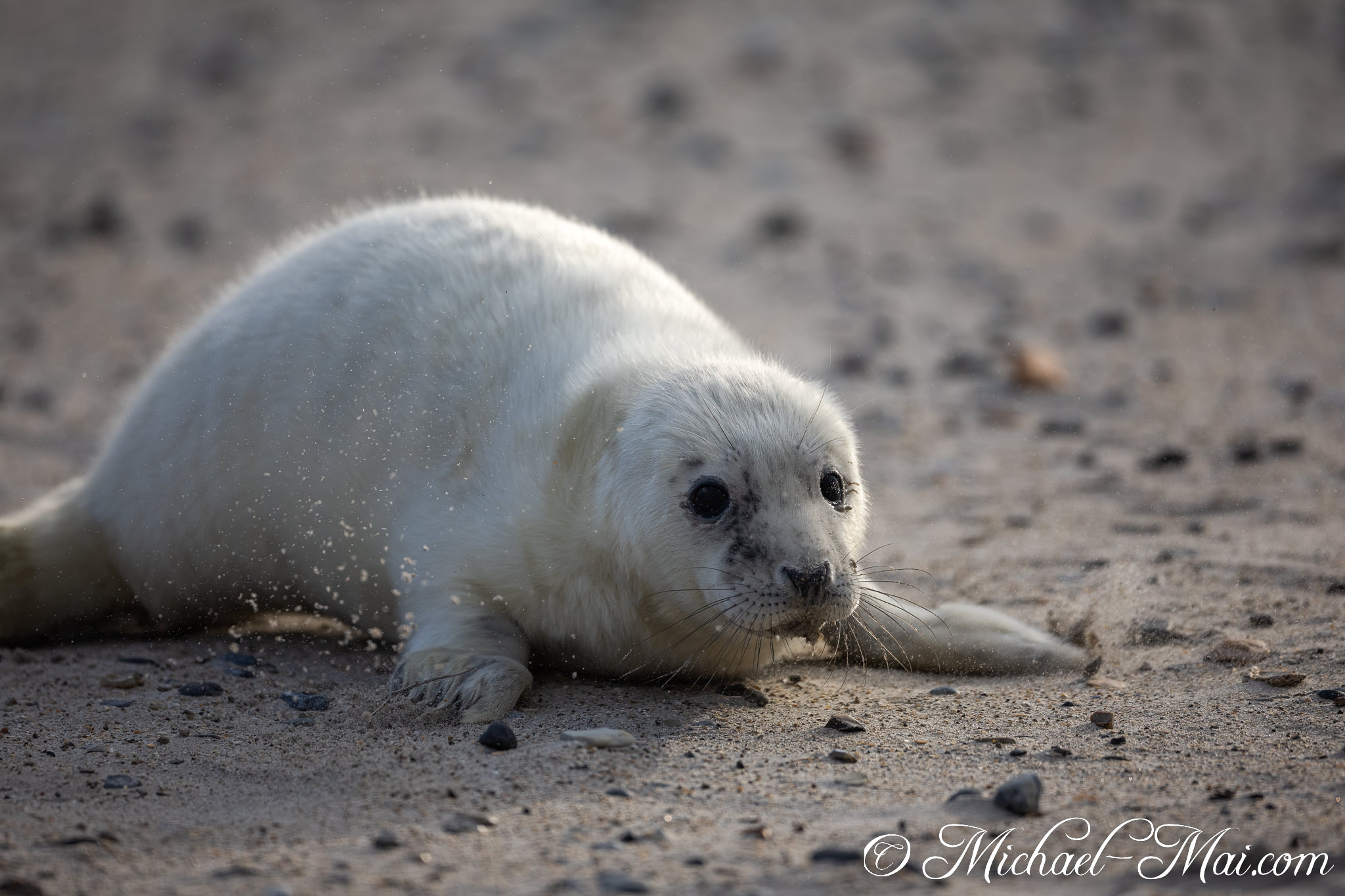 Specks of sand fly around a determined pup as it propels itself forward. | Helgoland, Schleswig-Holstein, Germany