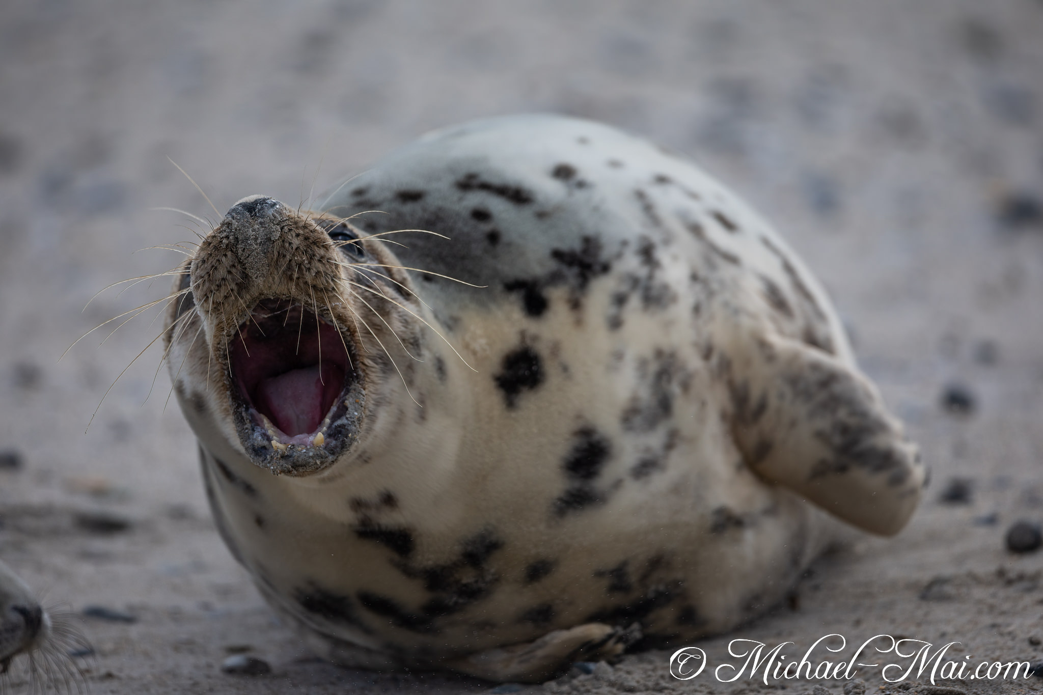 Bellowing across the sand, a spotted seal shows its wide, sandy maw. | Helgoland, Schleswig-Holstein, Germany
