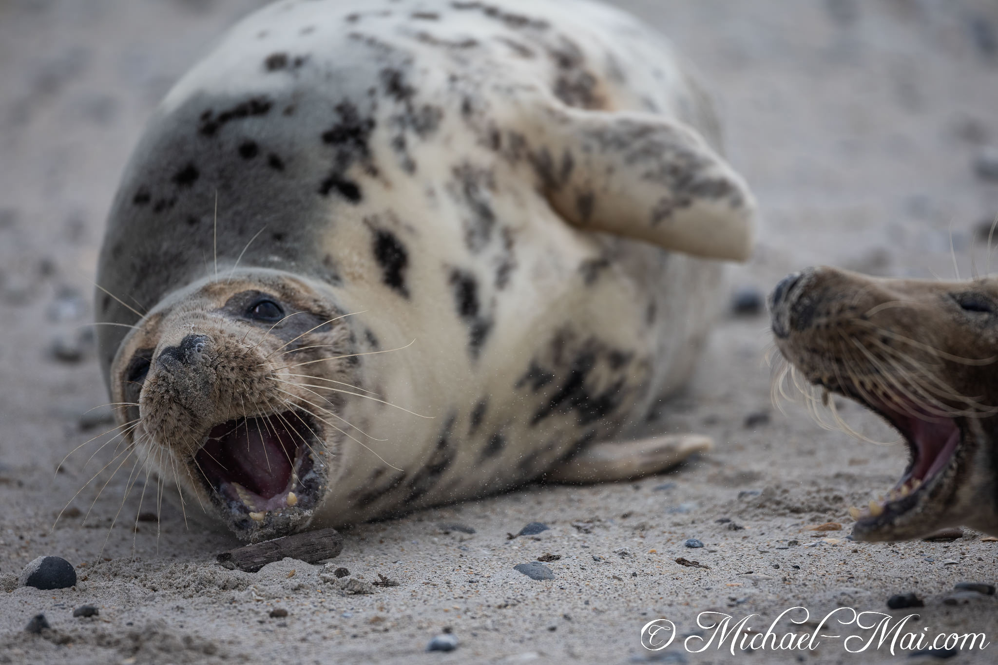 Two seals share a boisterous moment, mouths wide open on the sandy shore. | Helgoland, Schleswig-Holstein, Germany