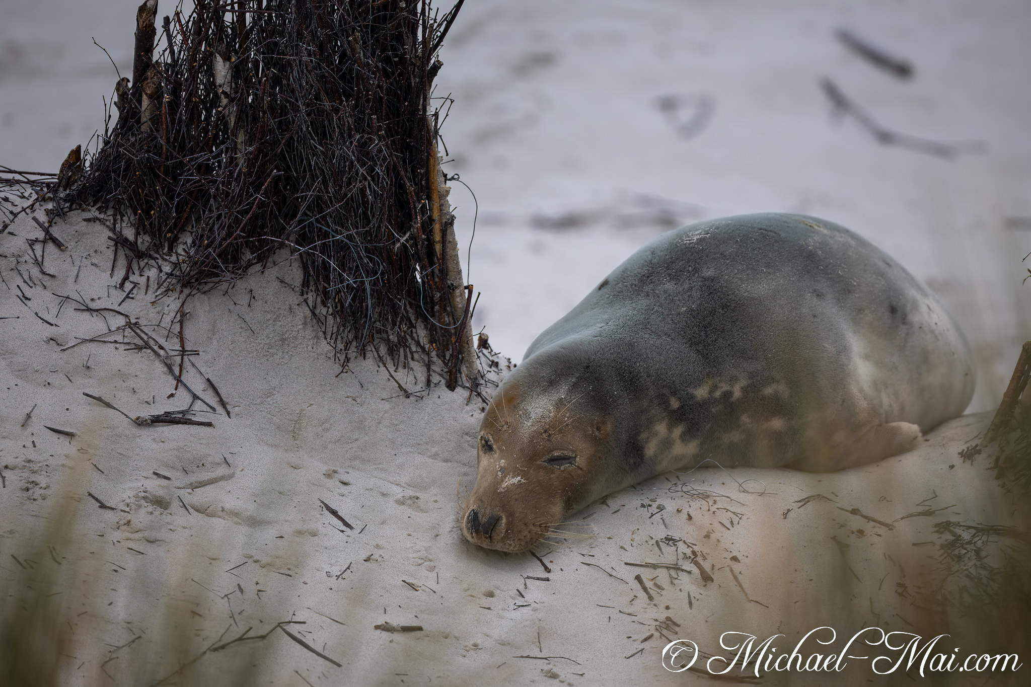 Wet fur and fine grains cling to the sleeping seal by a tangle of brush. | Helgoland, Schleswig-Holstein, Germany