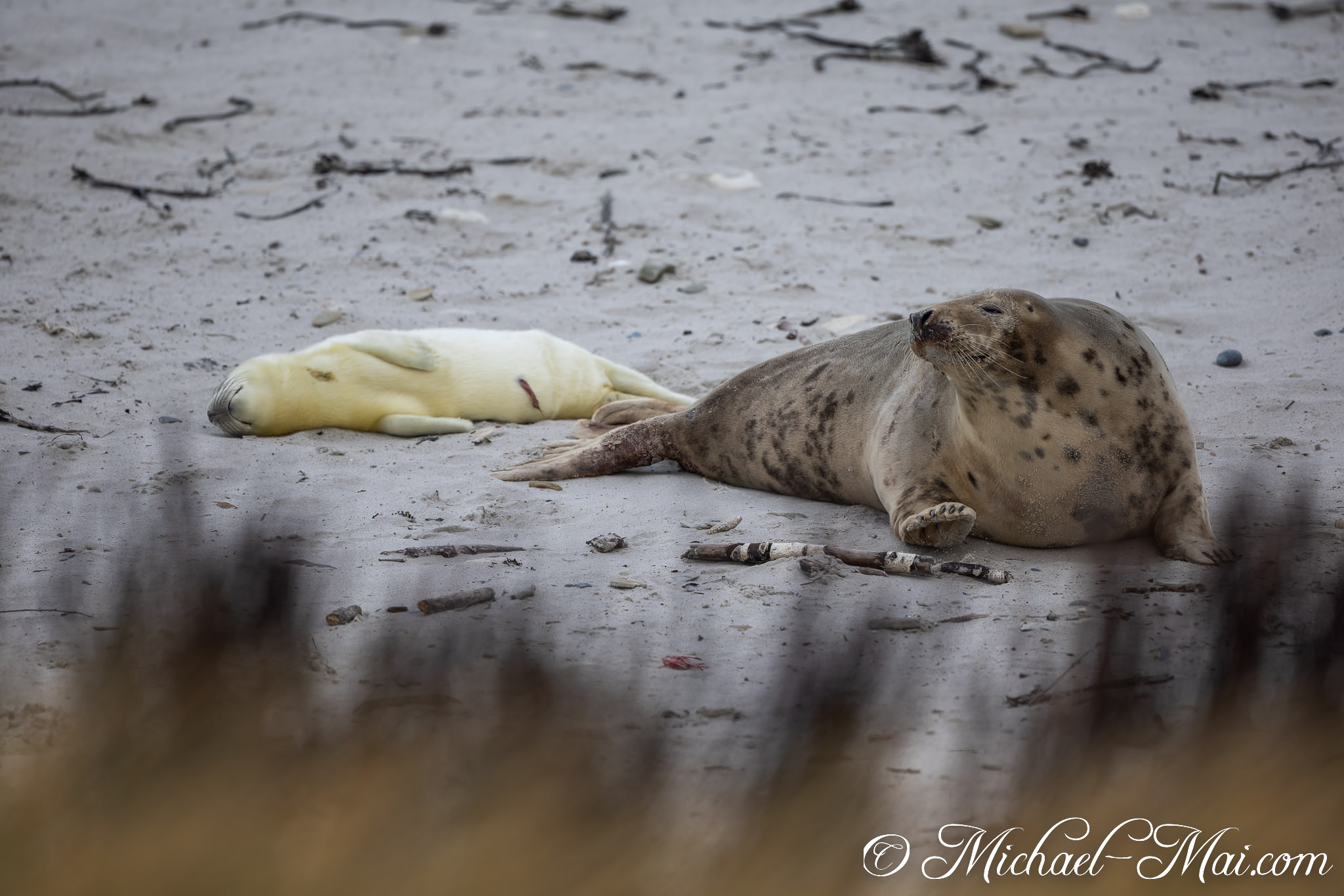 Beside its relaxed mother, a pale seal pup sleeps soundly on the grey sand. | Helgoland, Schleswig-Holstein, Germany