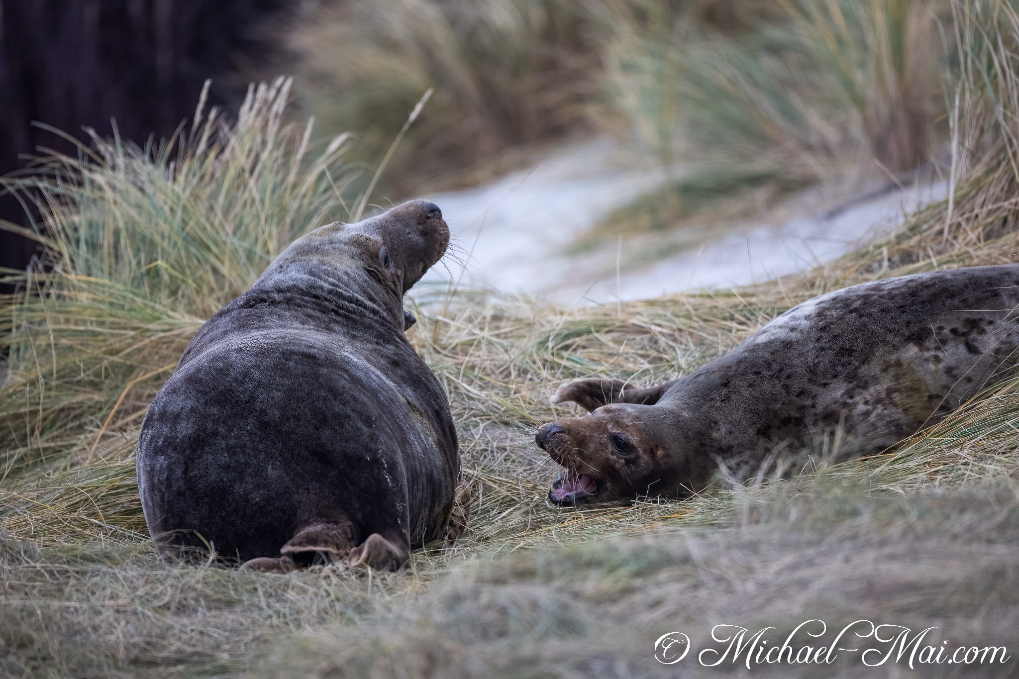 Lying flat, a seal opens its mouth wide at its unconcerned companion. | Helgoland, Schleswig-Holstein, Germany