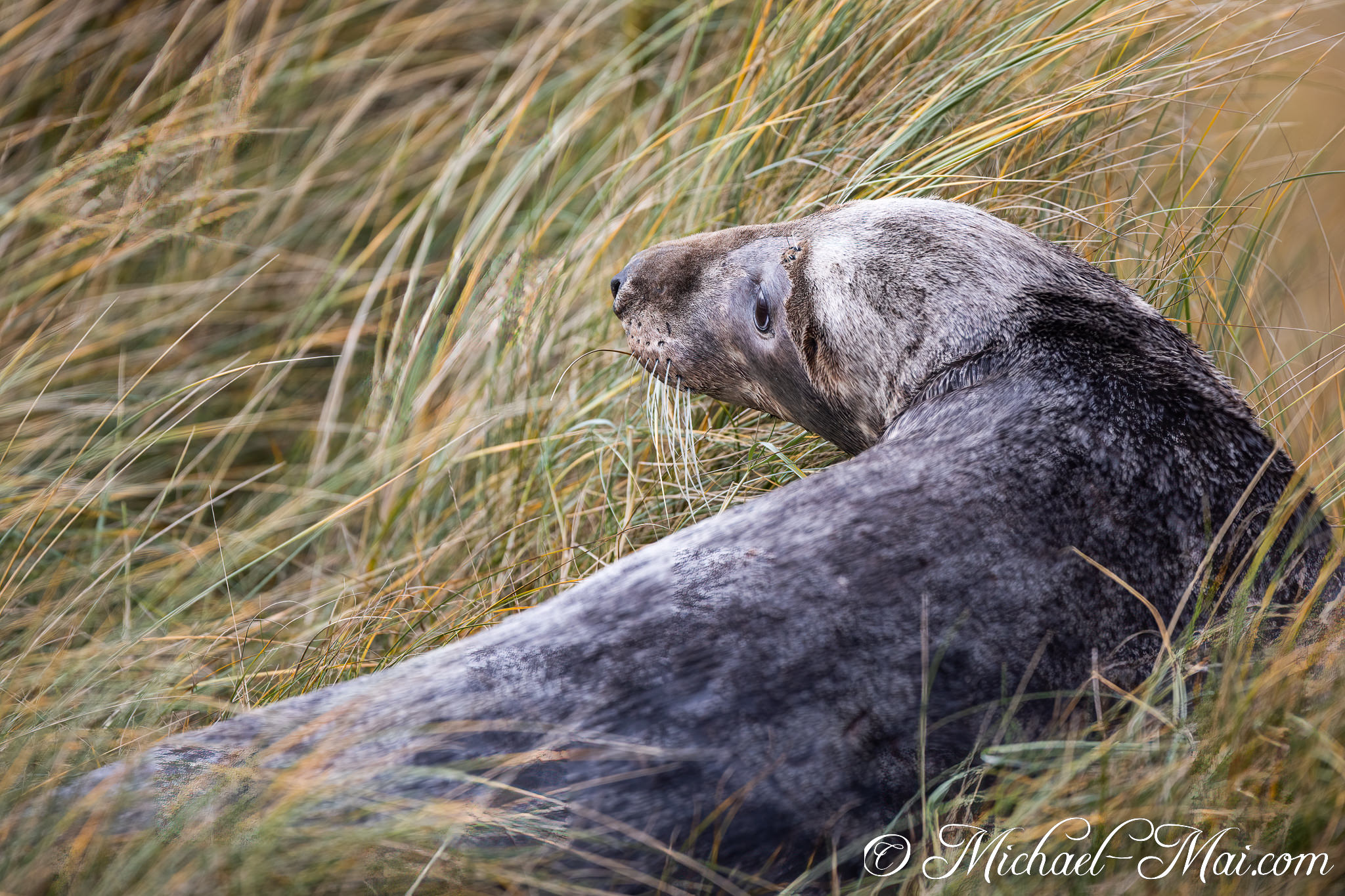 Peeking from tall, golden grass, a grey seal watches its world. | Helgoland, Schleswig-Holstein, Germany