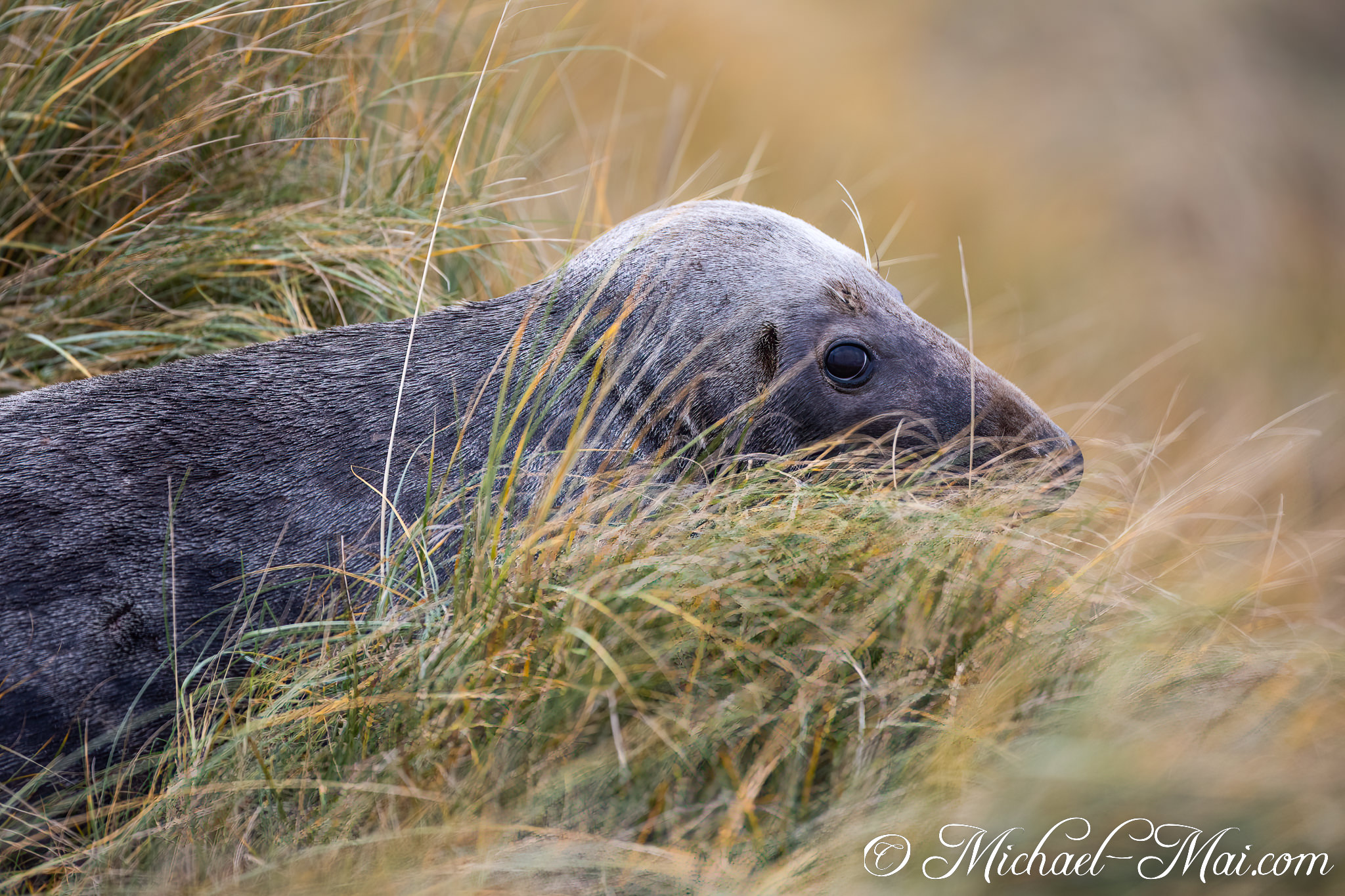 A grey seal's attentive gaze emerges from the textured, golden coastal grass. | Helgoland, Schleswig-Holstein, Germany