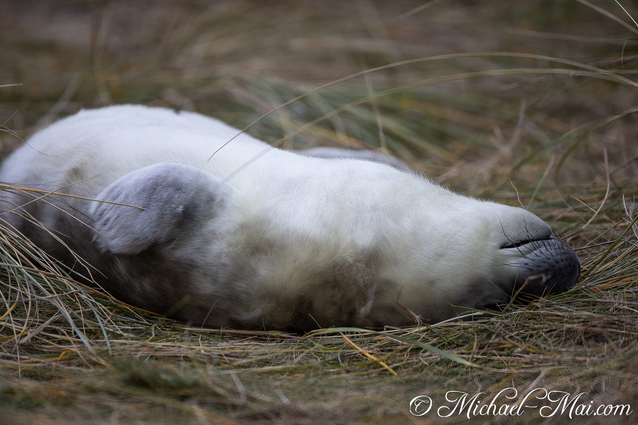 Sprawled on its back, a vulnerable young seal pup dozes deeply amidst the dune grasses | Helgoland, Schleswig-Holstein, Germany