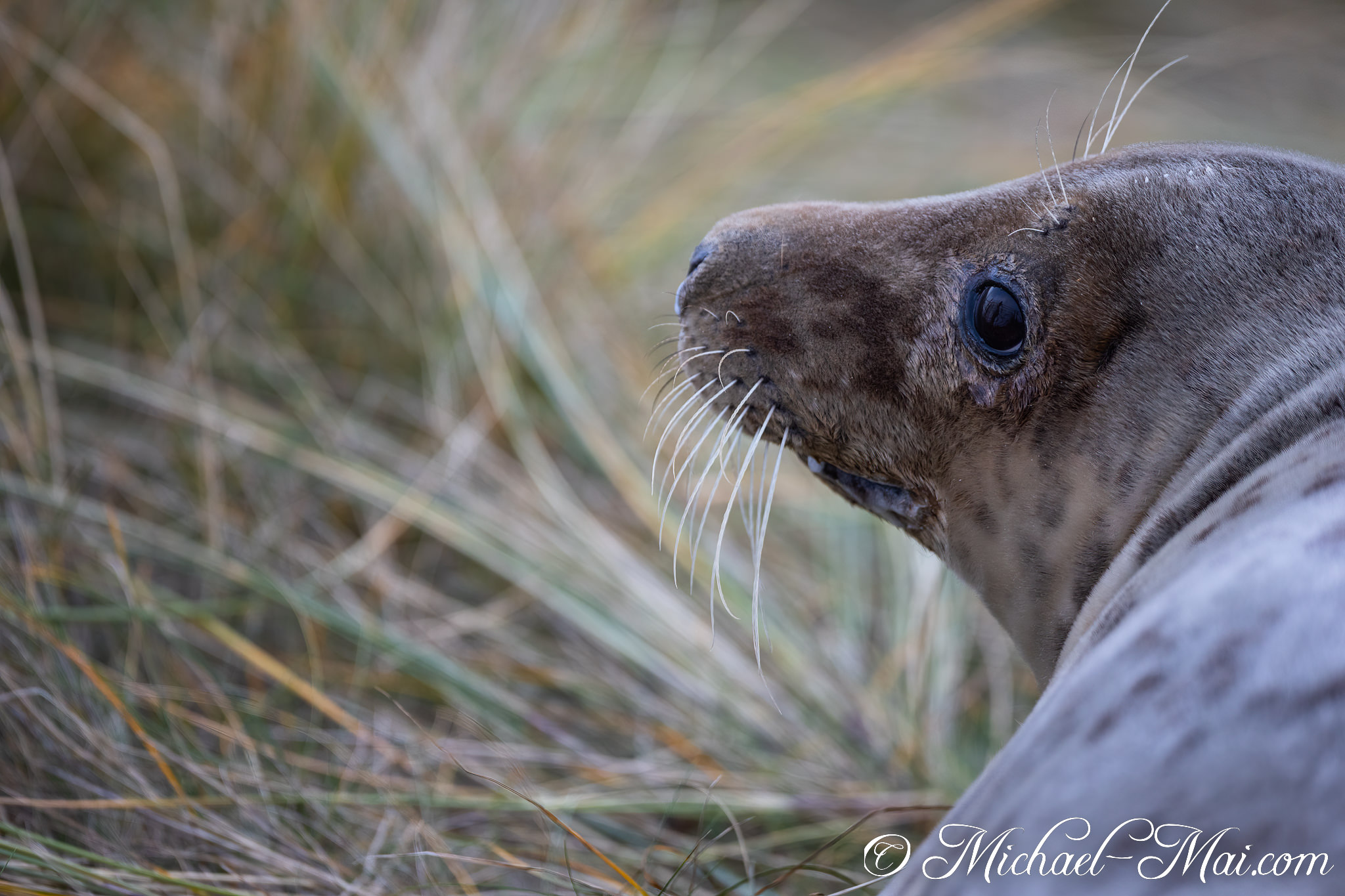 From its grassy hide, a grey seal turns a keen eye, whiskers trailing. | Helgoland, Schleswig-Holstein, Germany