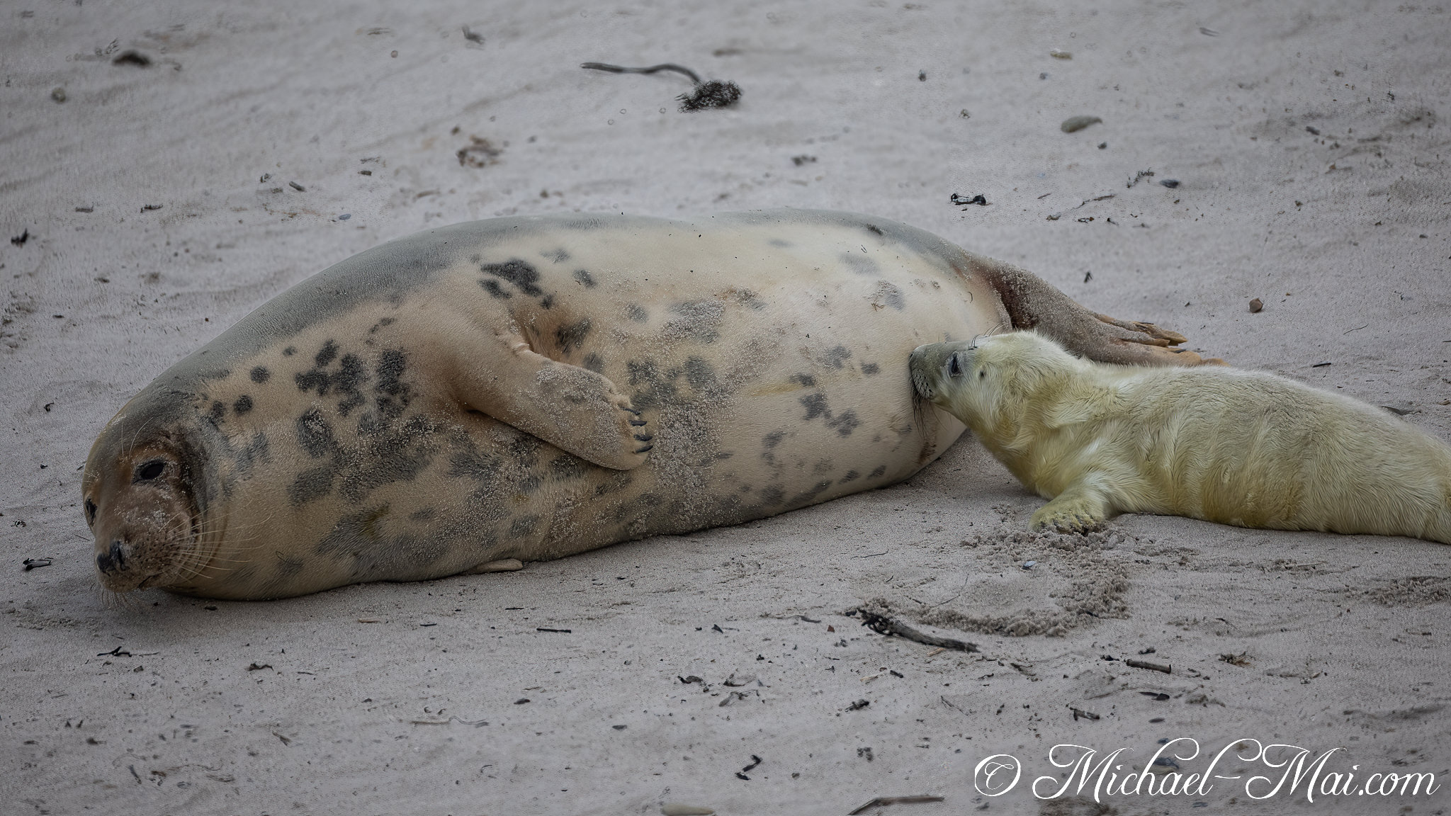 Content, a large grey seal mother nurses her bright white, eager pup on the beach. | Helgoland, Schleswig-Holstein, Germany