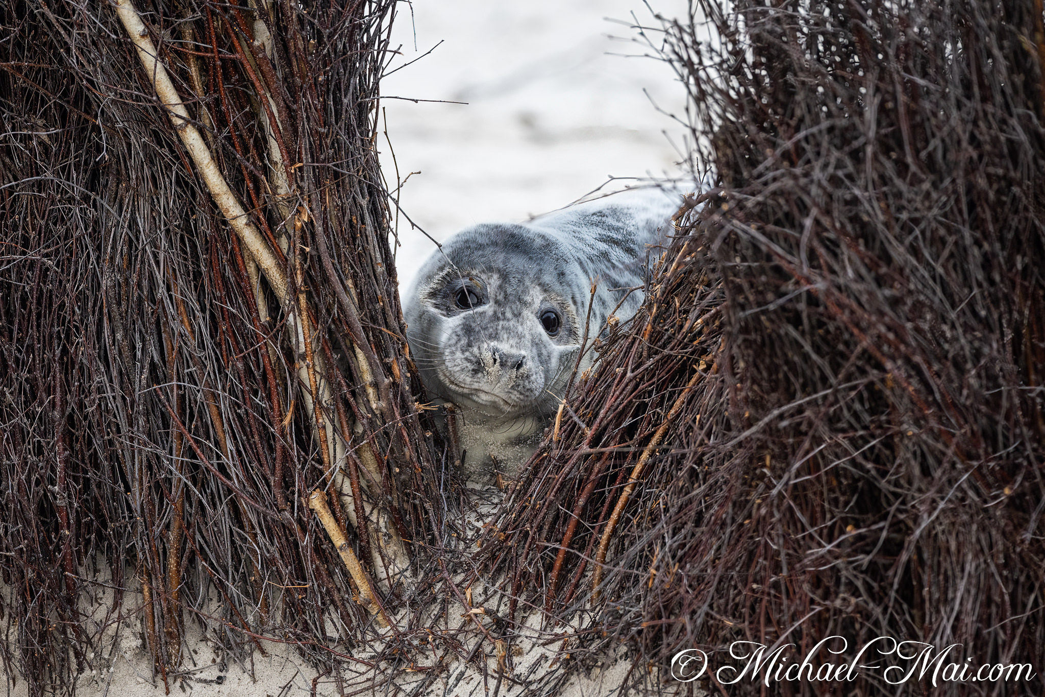 Framed by tangled, dark branches, a gentle seal pup peers cautiously from its natural shelter. | Helgoland, Schleswig-Holstein, Germany