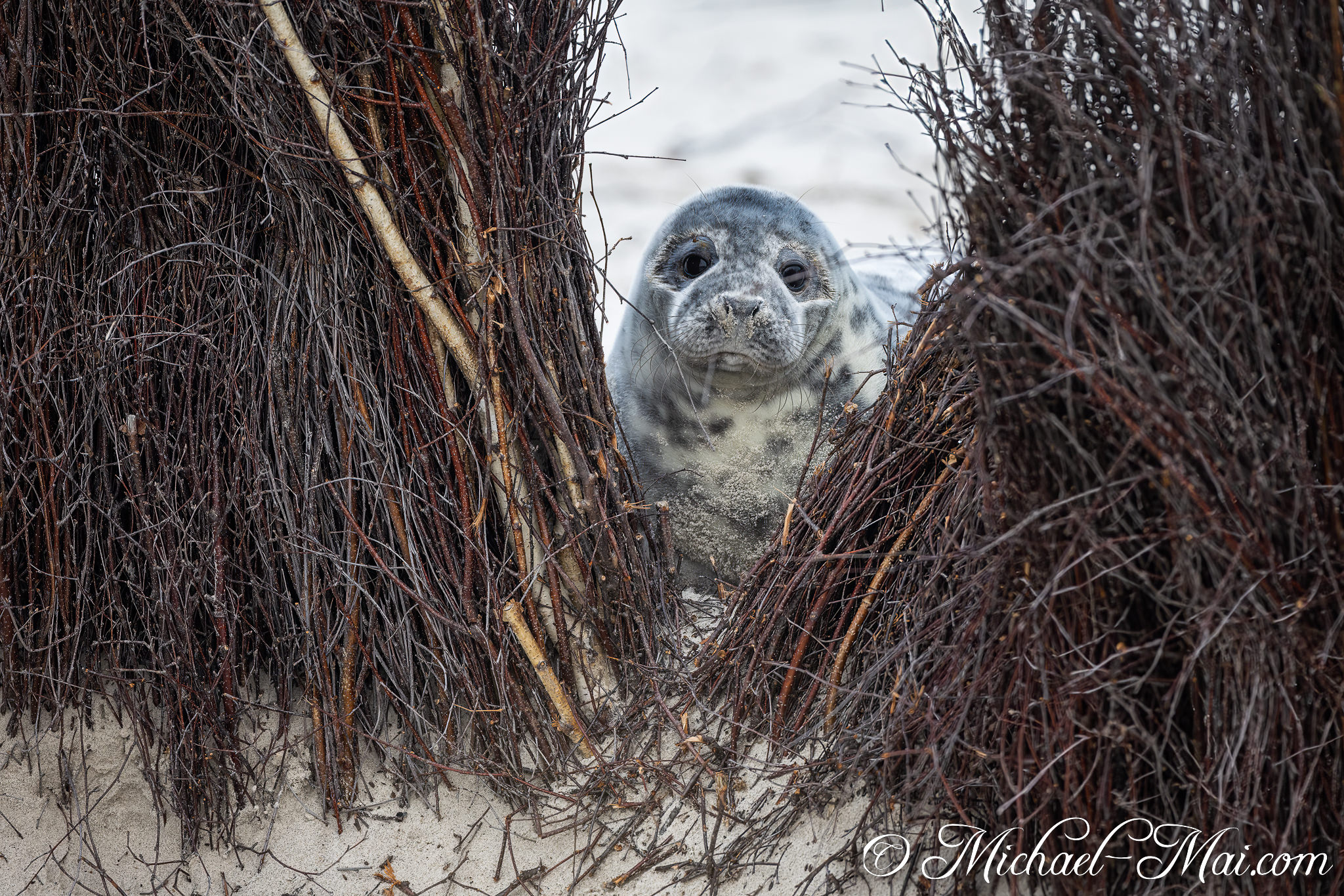 Through a dense tangle of branches, a grey seal pup watches with wide, dark eyes. | Helgoland, Schleswig-Holstein, Germany