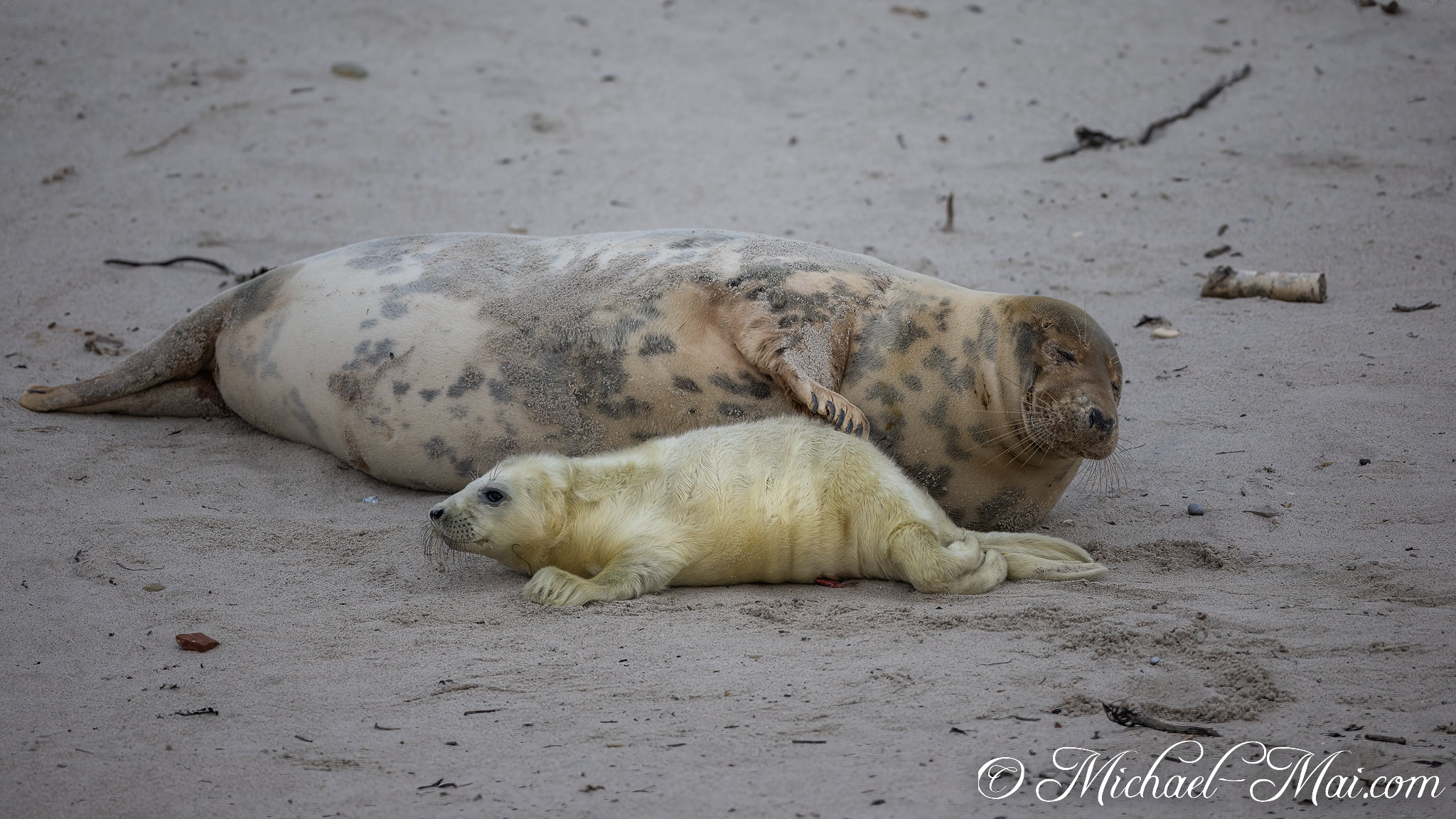 Alongside its dozing mother, a vibrant grey seal pup scans the surrounding beach. | Helgoland, Schleswig-Holstein, Germany