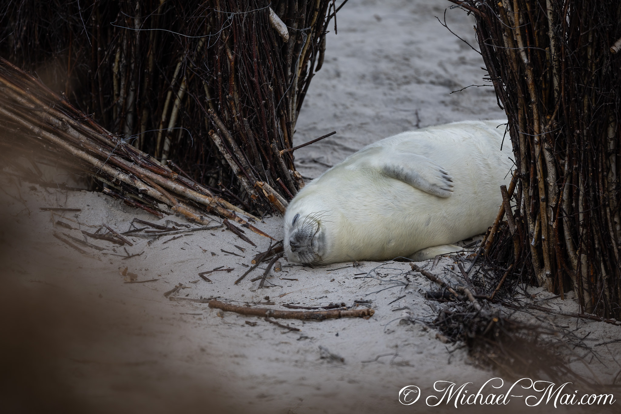 Snuggled within the driftwood, a small white seal pup enjoys a quiet, private nap. | Helgoland, Schleswig-Holstein, Germany