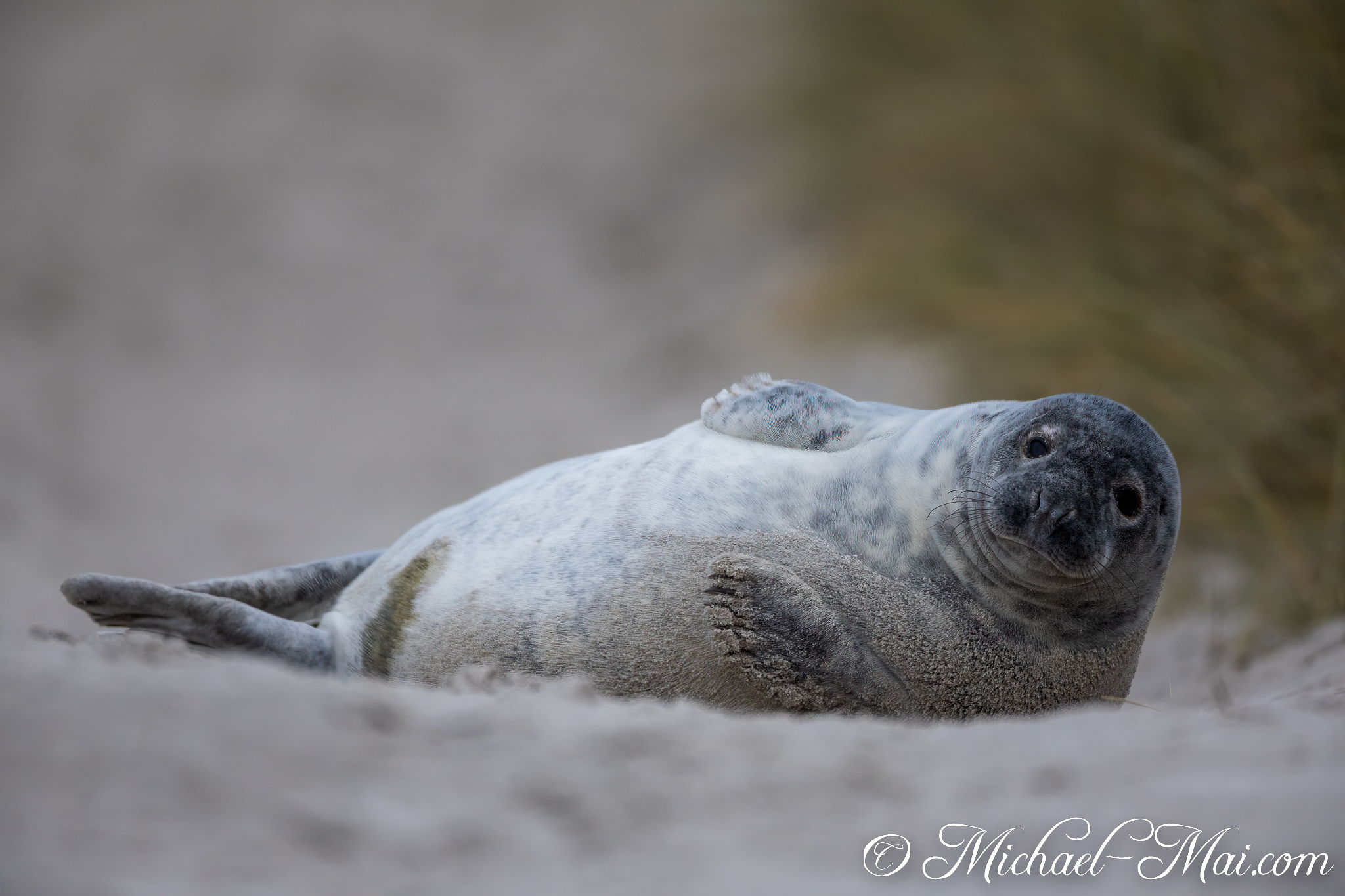 Sprawled comfortably on the beach, a grey seal pup offers a tender, inviting look. | Helgoland, Schleswig-Holstein, Germany