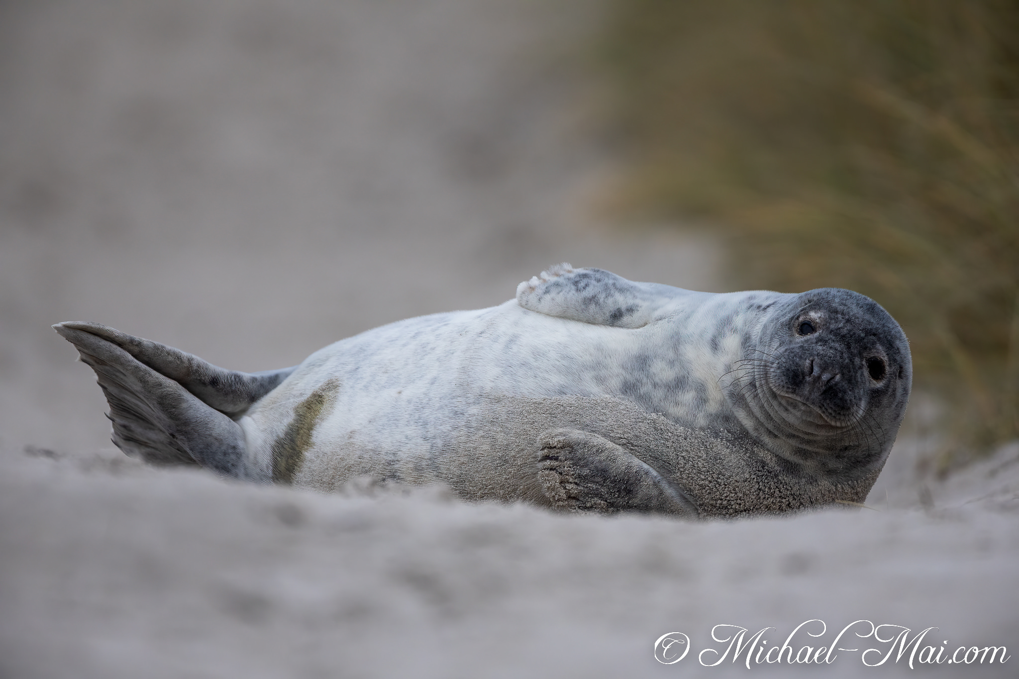 Offering a candid gaze, a young grey seal pup relaxes on the textured sand. | Helgoland, Schleswig-Holstein, Germany