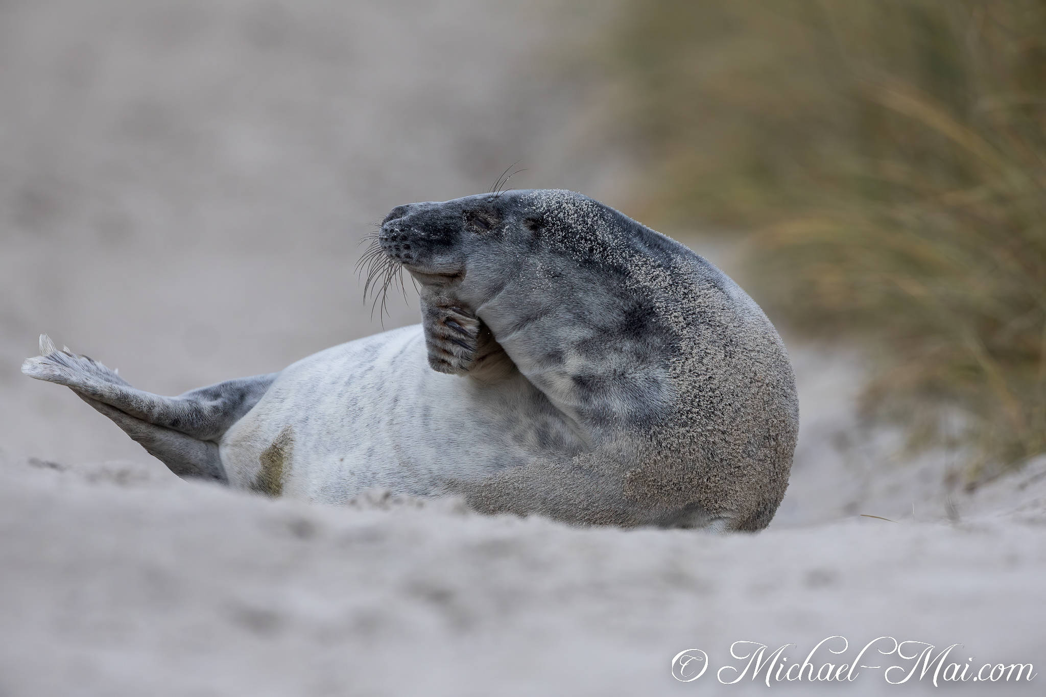 Arching gracefully, a grey seal scratches its neck with a powerful flipper. | Helgoland, Schleswig-Holstein, Germany