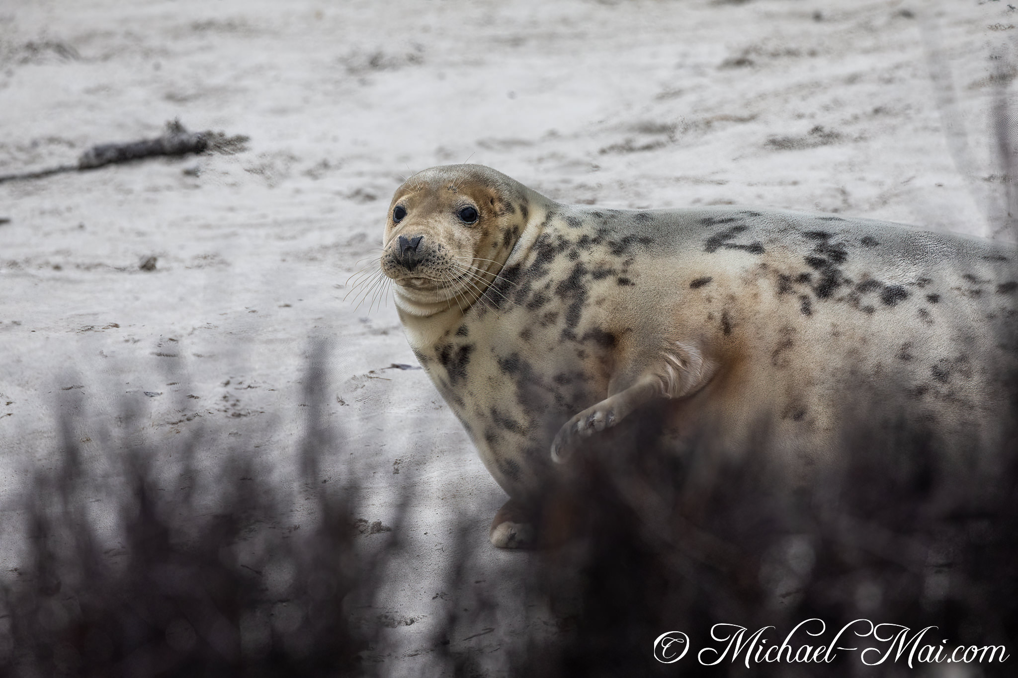 Partially obscured by blurred foreground, a spotted grey seal gazes intently from the sandy shore | Helgoland, Schleswig-Holstein, Germany