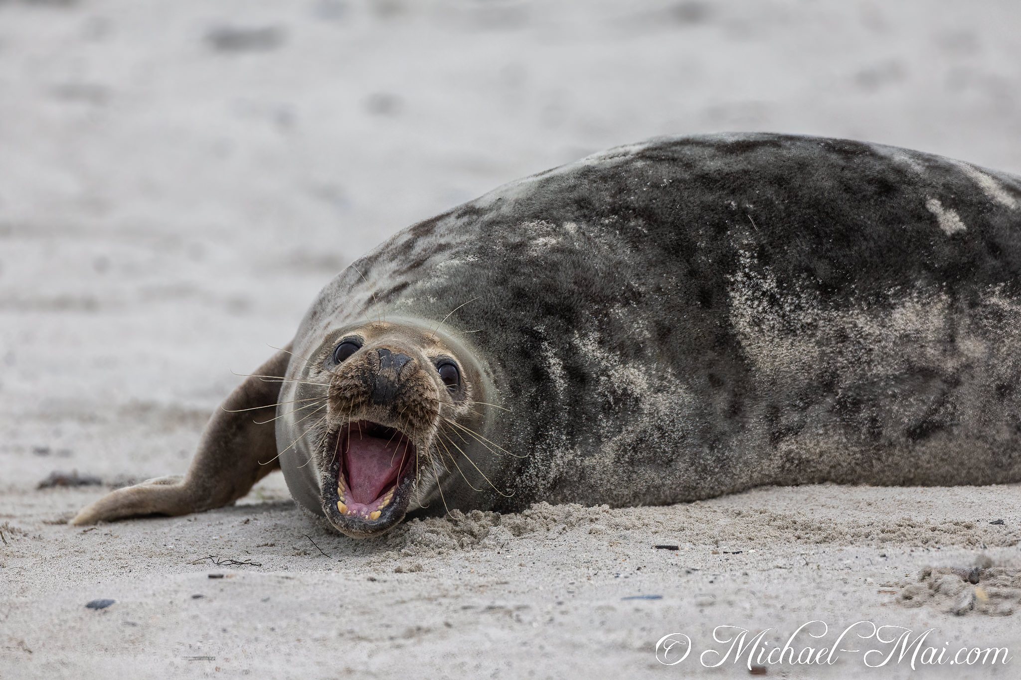 Caught mid-expression, a grey seal bellows with open mouth on the sandy shore | Helgoland, Schleswig-Holstein, Germany