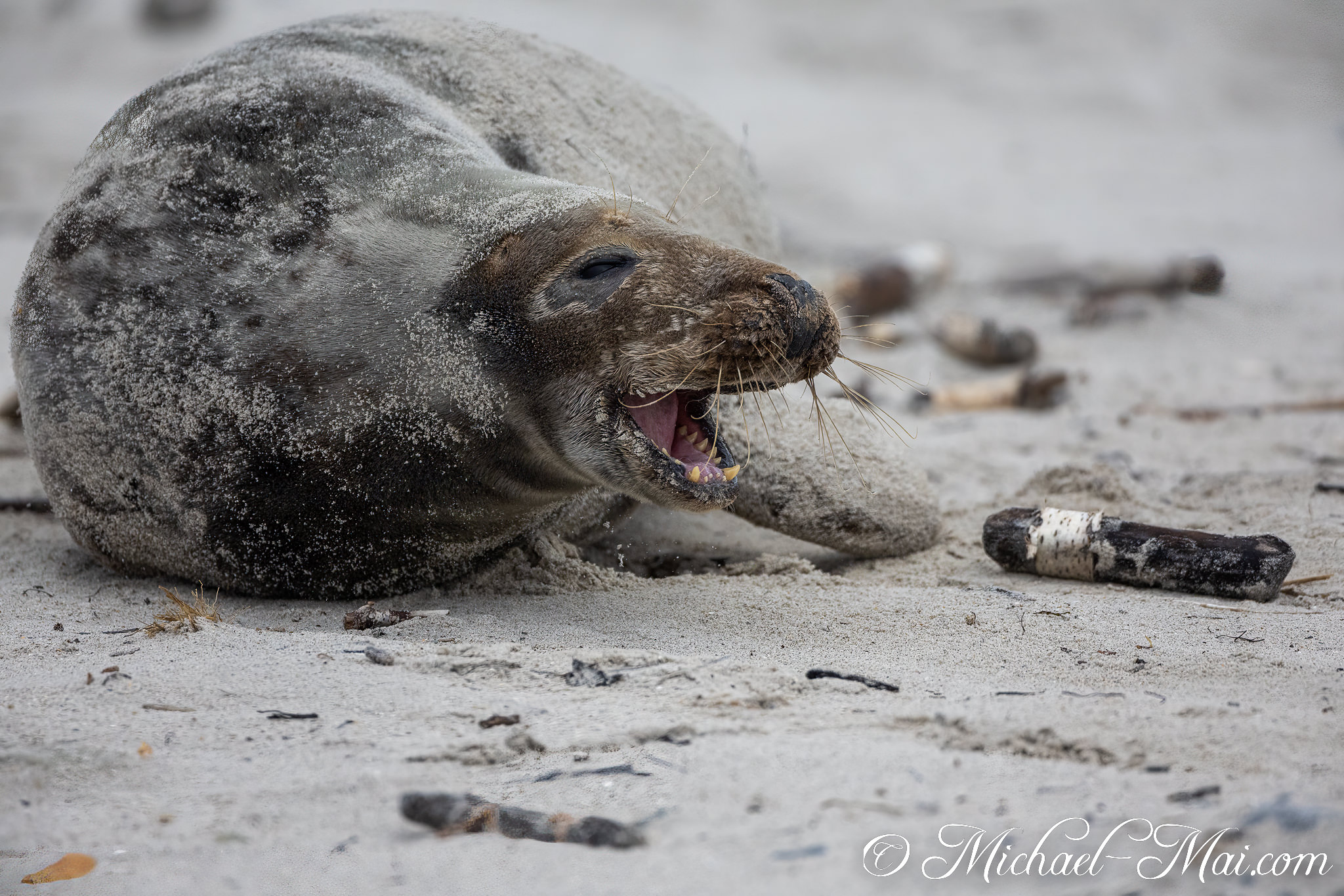 Moment of exertion: a grey seal coated in sand yawns broadly on the shore. | Helgoland, Schleswig-Holstein, Germany