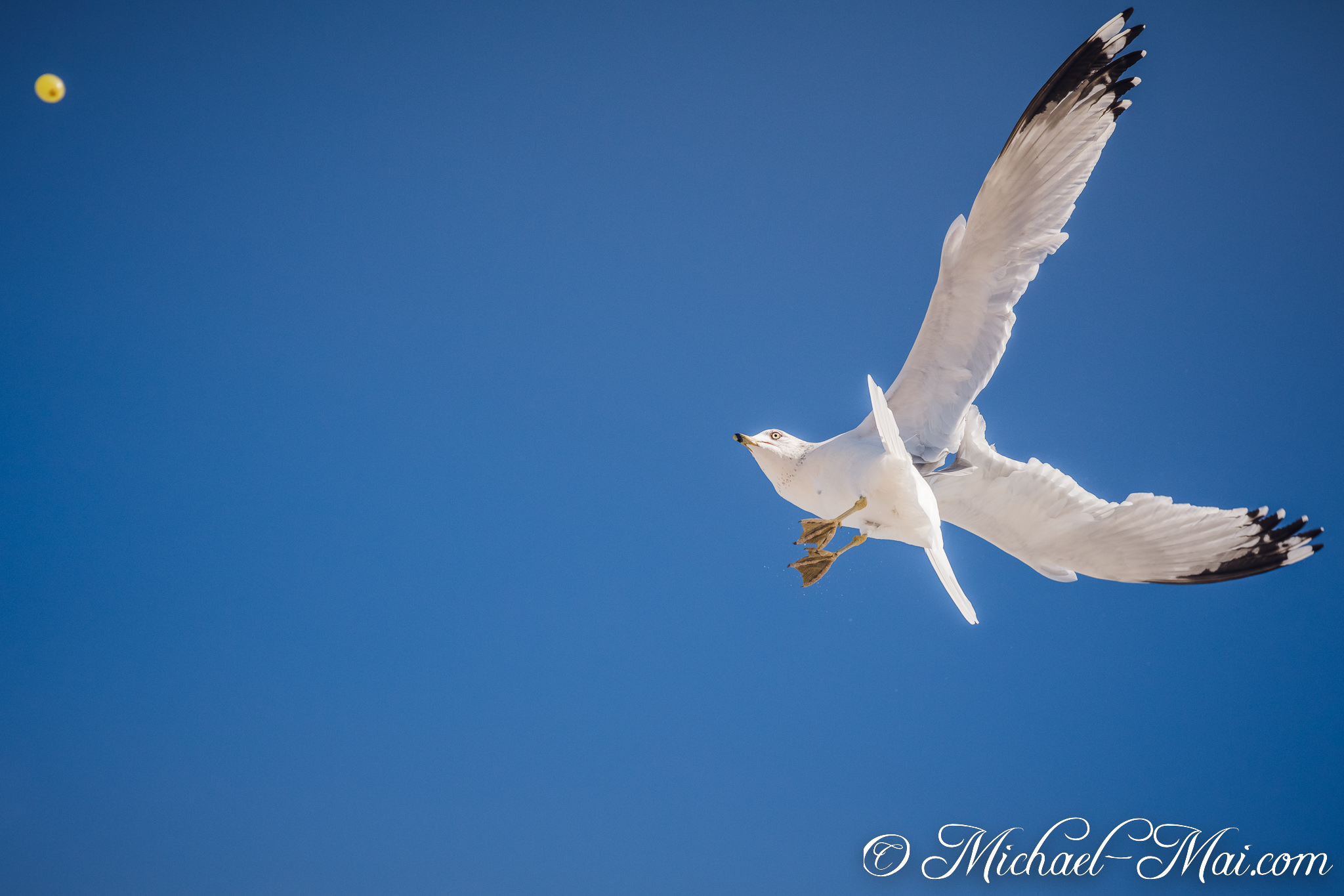 Ring-billed gull angles through the bright blue, a blurred yellow orb above. | Key Biscayne, Florida, United States