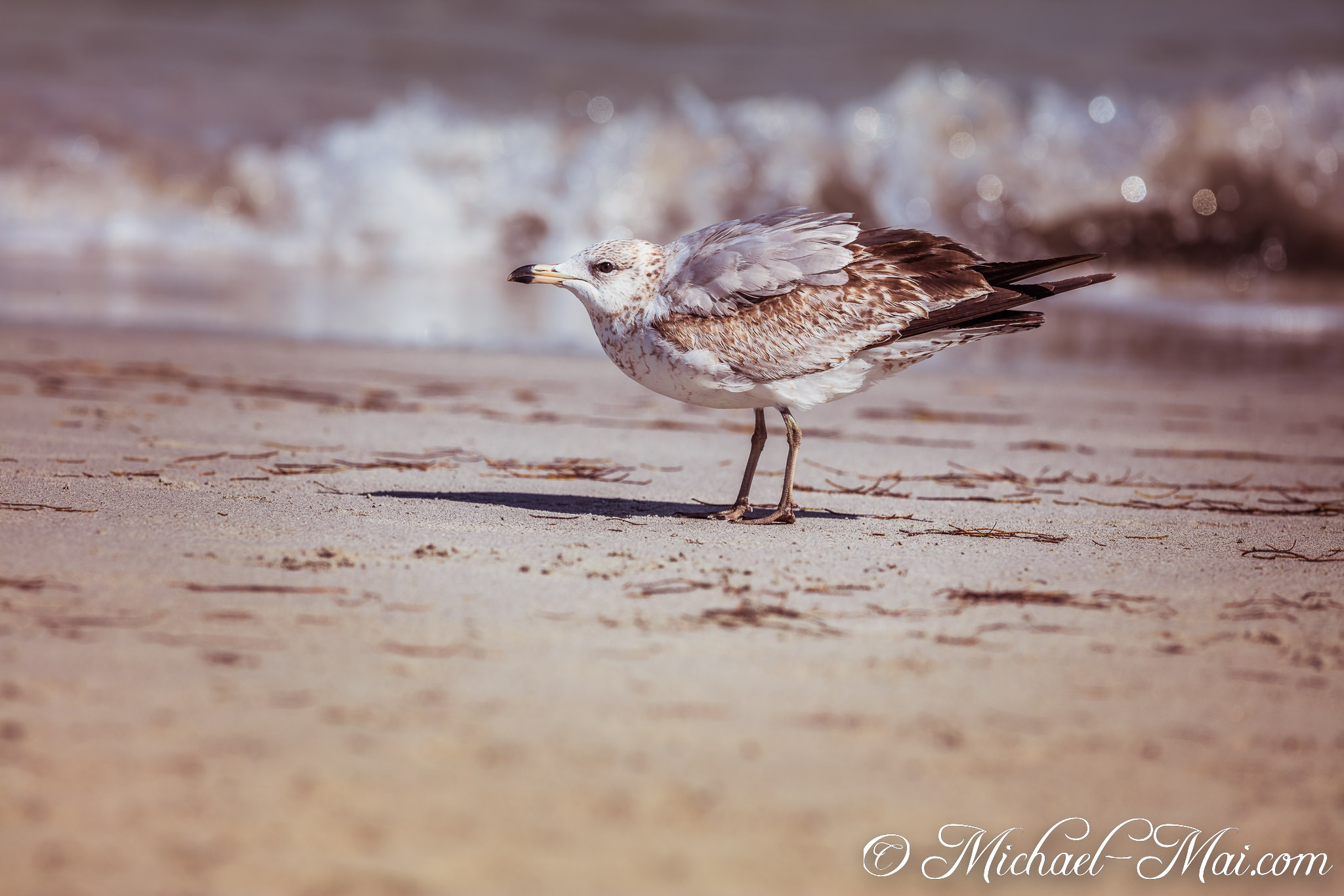 Mottled young gull stands alert on the warm sand near soft ocean waves. | Key Biscayne, Florida, United States