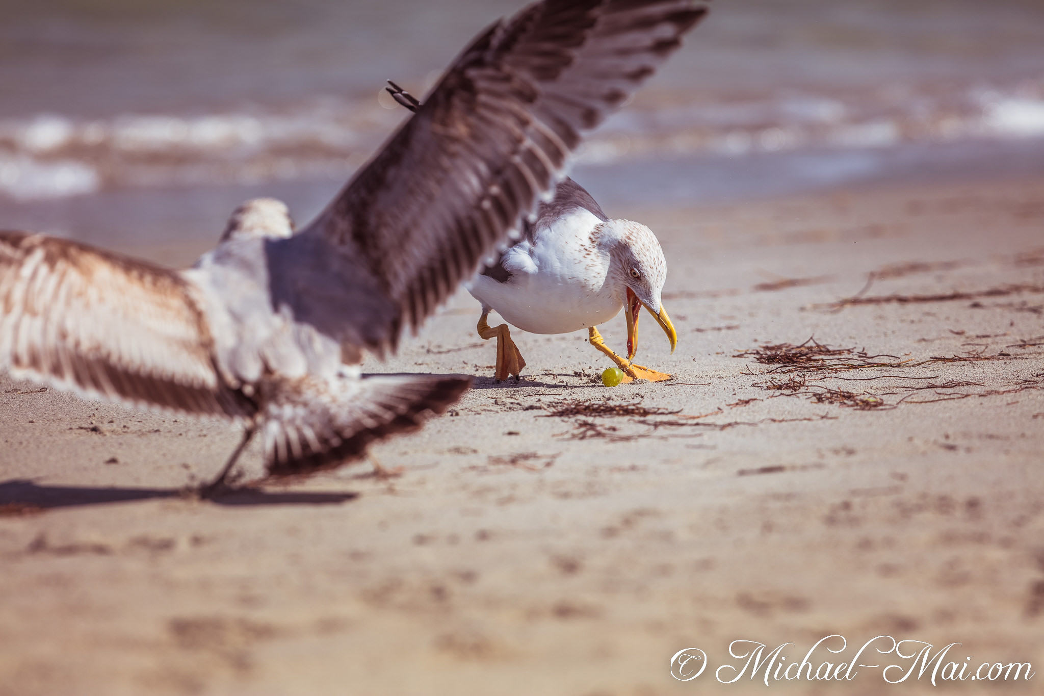 One determined gull fiercely pecks at a green grape, another swoops nearby. | Key Biscayne, Florida, United States