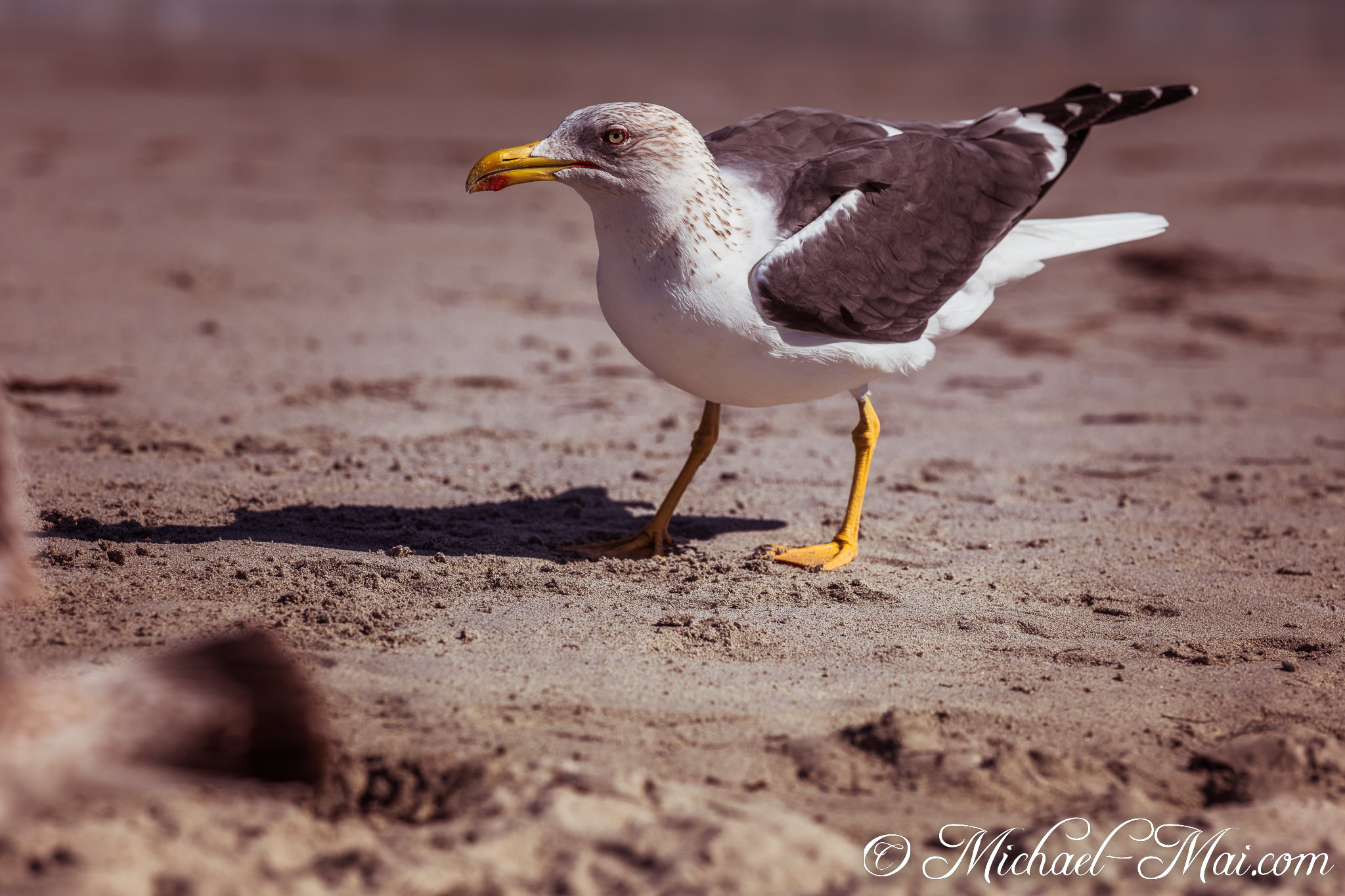 Striding across the warm, textured sand, a determined gull surveys its beach domain. | Key Biscayne, Florida, United States