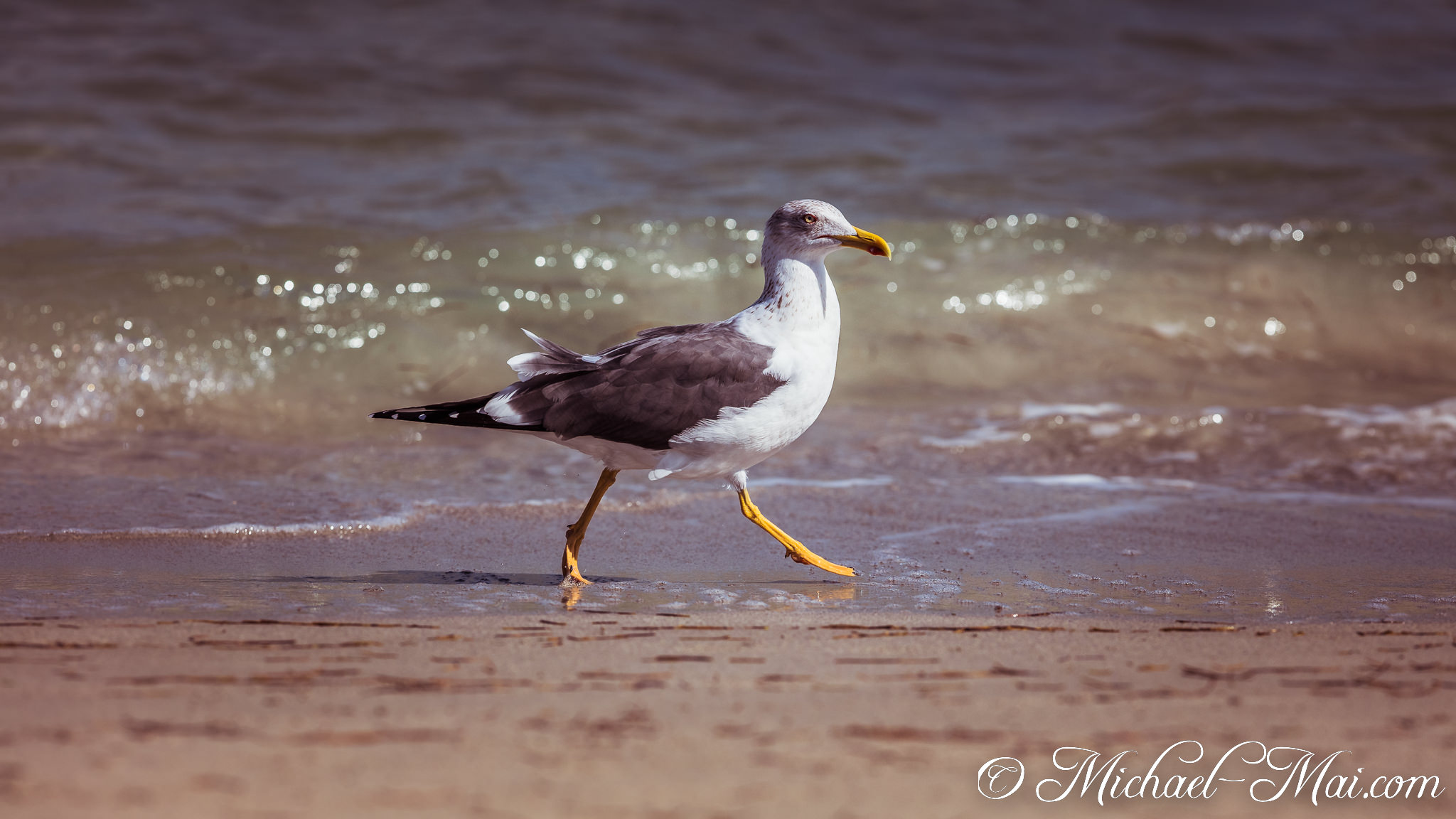Vibrant yellow legs propel a magnificent gull along the sparkling shoreline. | Key Biscayne, Florida, United States
