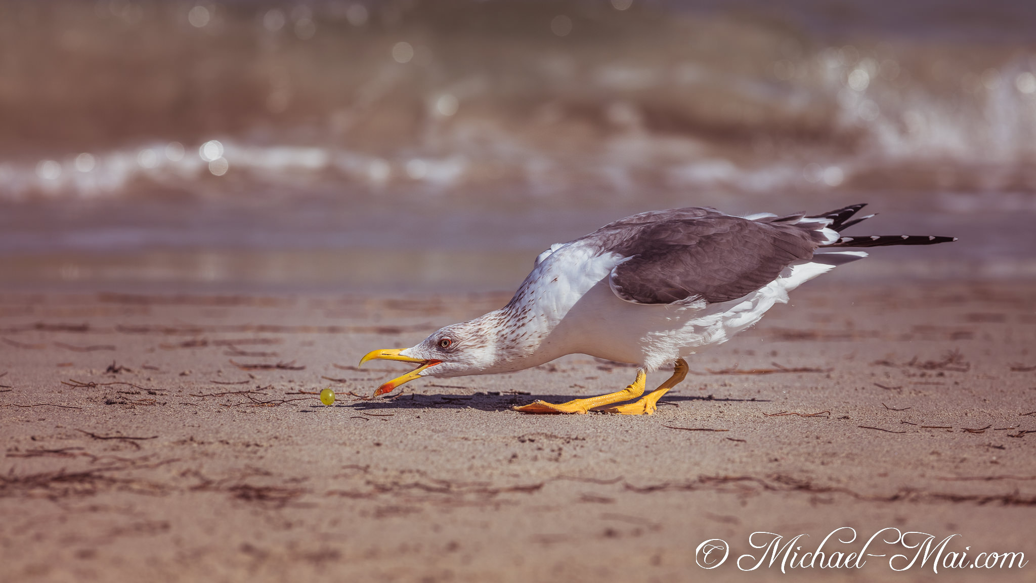 Focused on the tiny grape, the gull lunges with an open beak. | Key Biscayne, Florida, United States