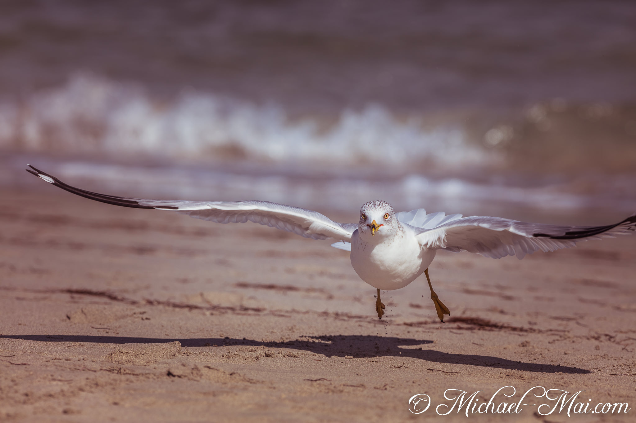 Powerful wings propel a watchful gull just above the sunlit beach sand. | Key Biscayne, Florida, United States