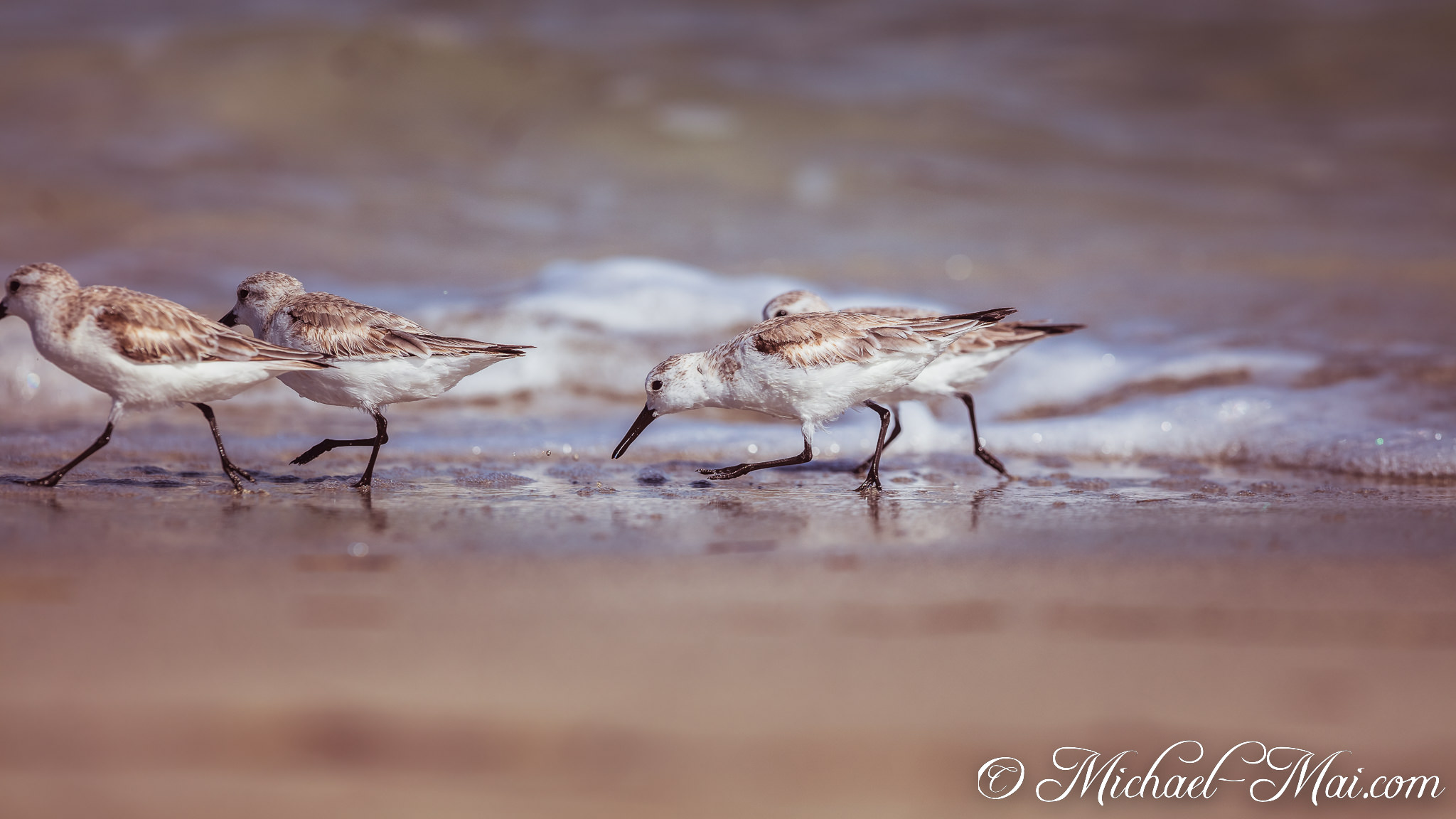Shorebirds scurry through shallow waves, probing the wet sand for tiny morsels. | Key Biscayne, Florida, United States