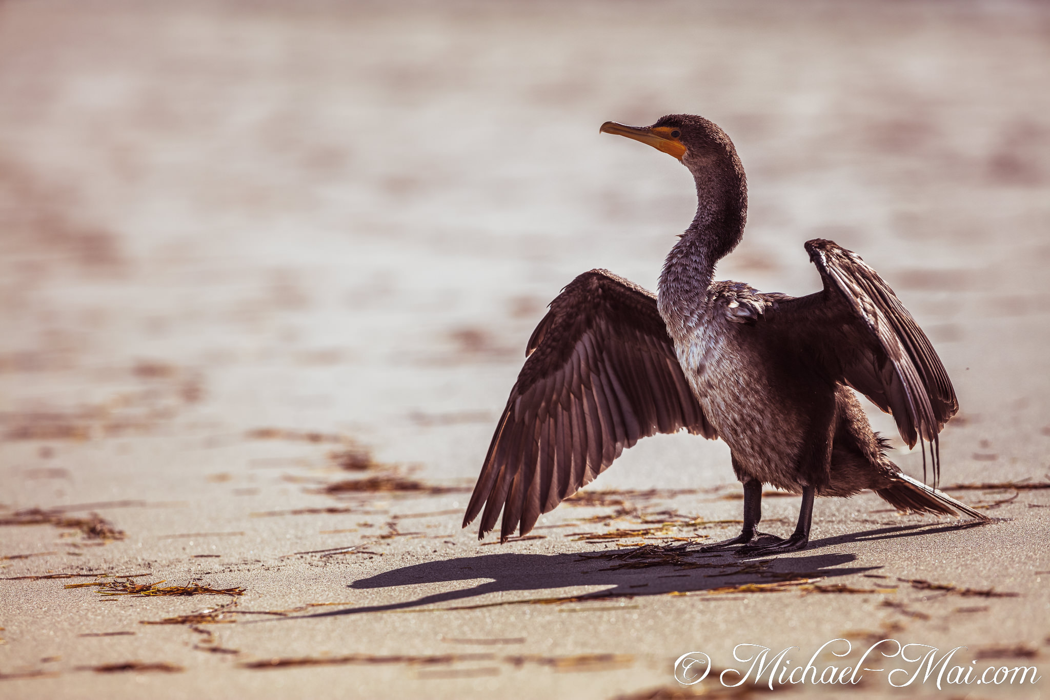 Warm light illuminates a cormorant stretching wide its dark, textured wings. | Key Biscayne, Florida, United States