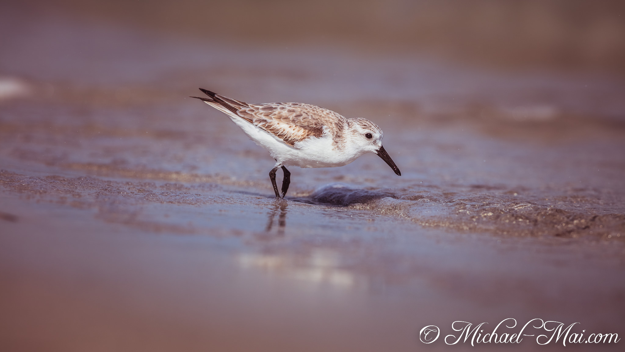 Wading in soft light, a sanderling seeks sustenance along the gentle surf. | Key Biscayne, Florida, United States