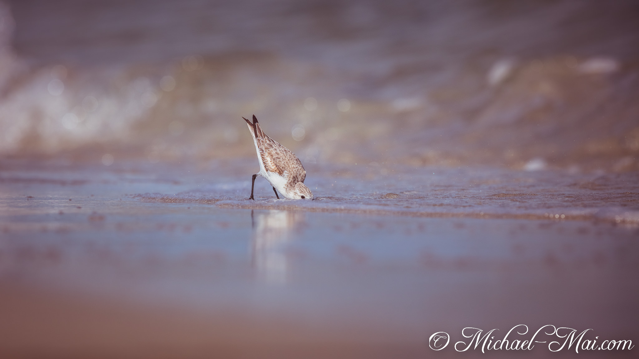 Delicate sanderling deeply probes the water's edge, its reflection shimmering softly. | Key Biscayne, Florida, United States