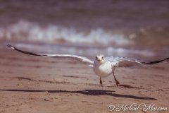Key-Biscane_009