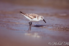 Key-Biscane_012