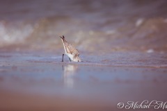 Key-Biscane_020