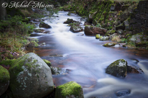 Softly flowing currents embrace lichen-dusted rocks, painting the forest floor with motion.