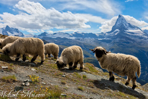 Grazing sheep dot the steep alpine pasture, overlooking the iconic Matterhorn.