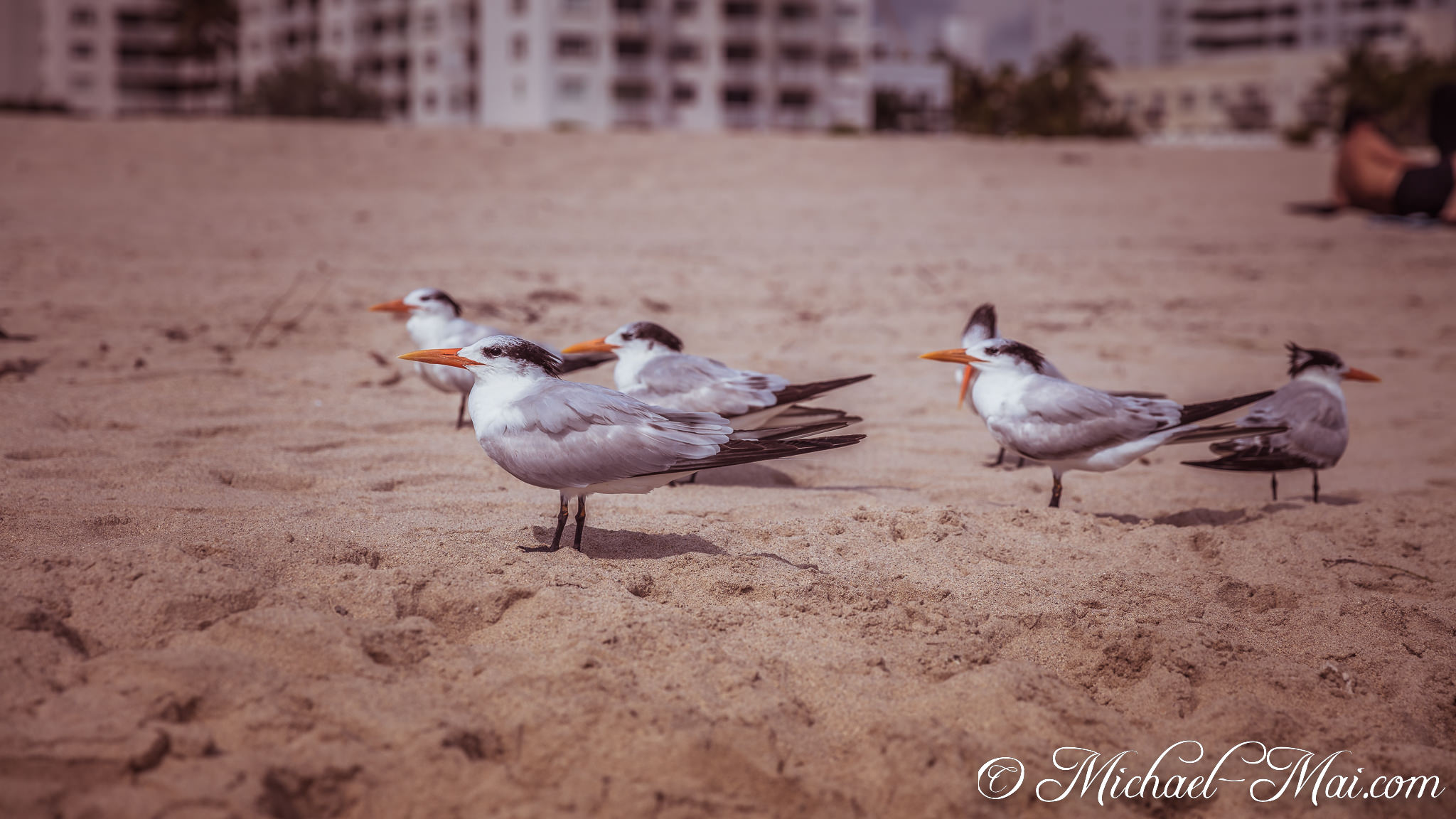 Observing their beach habitat, a group of seabirds stands with orange beaks poised. | Miami Beach, Florida, United States