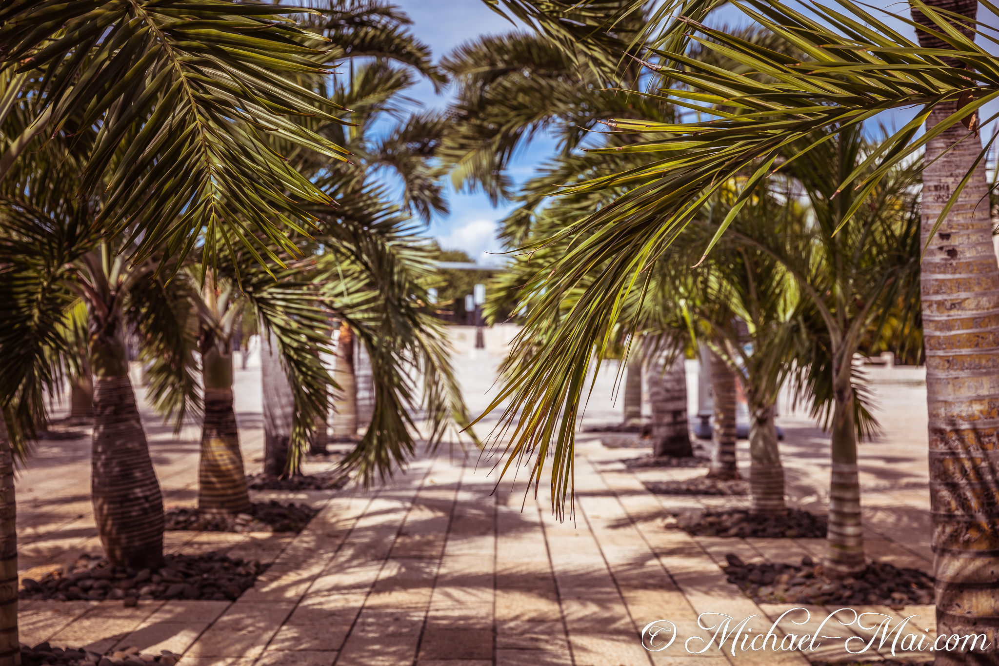Palm fronds drape over a sun-dappled path, creating a tropical avenue. | Miami Beach, Florida, United States