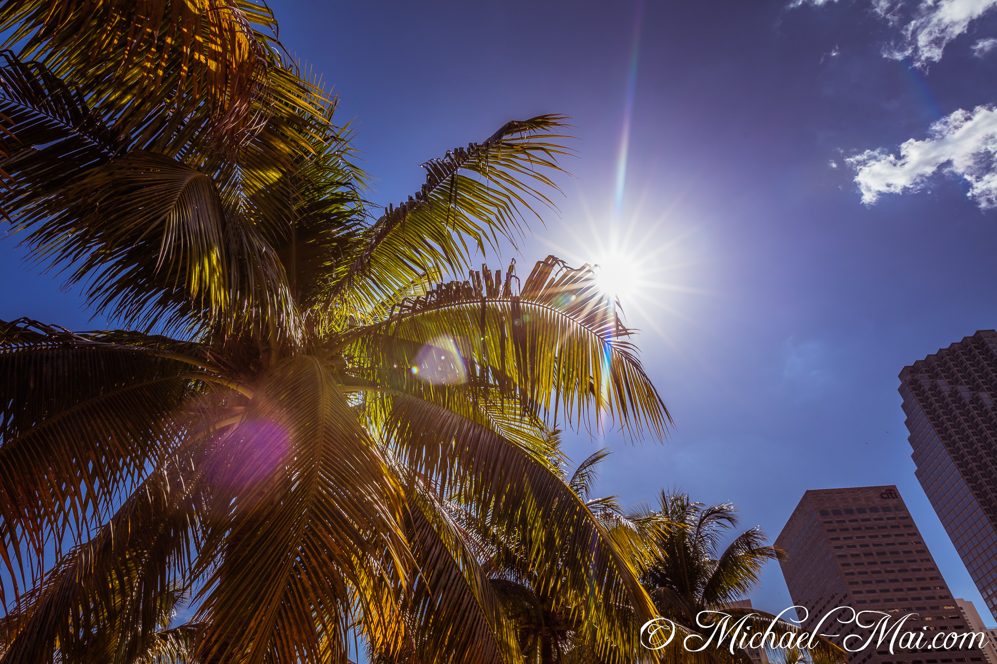 Vibrant sunburst pierces through lush palm fronds, highlighting urban structures against a blue sky. | Miami, Florida, United States