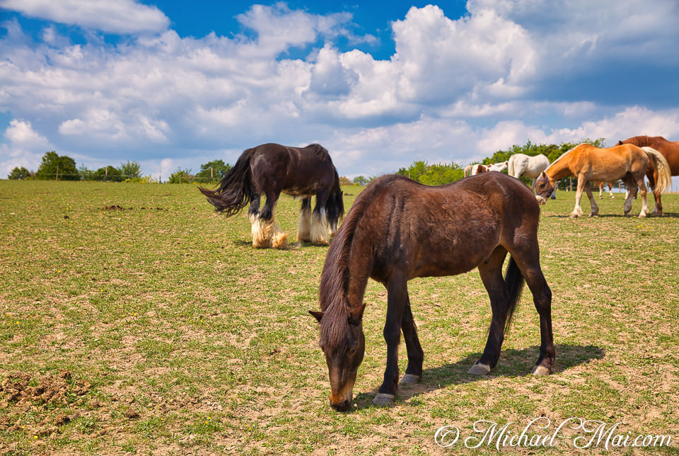 Horses graze actively across a spacious, green field beneath a bright, cloud-filled sky.